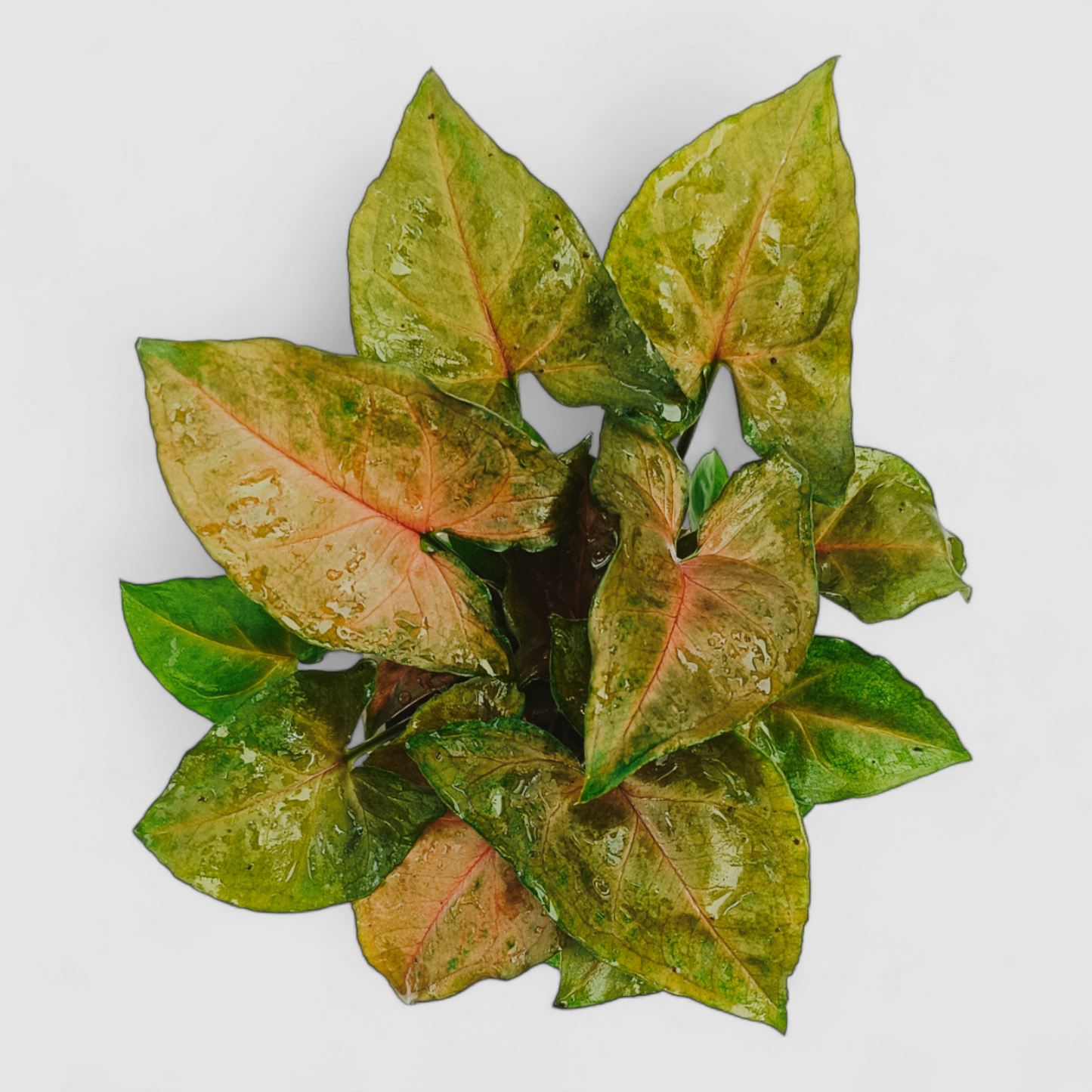 Syngonium Bronze Plant