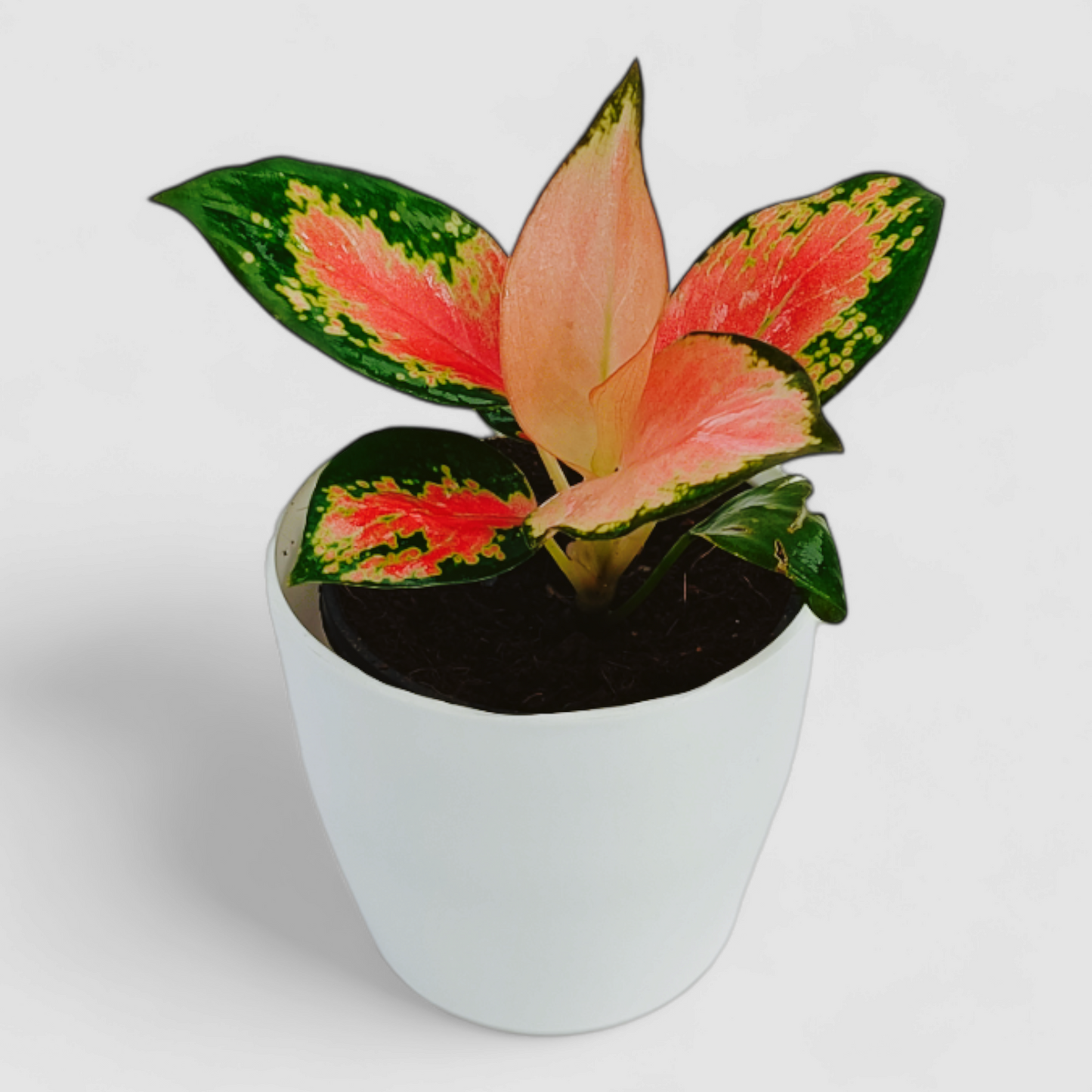 Aglaonema Pink Plant