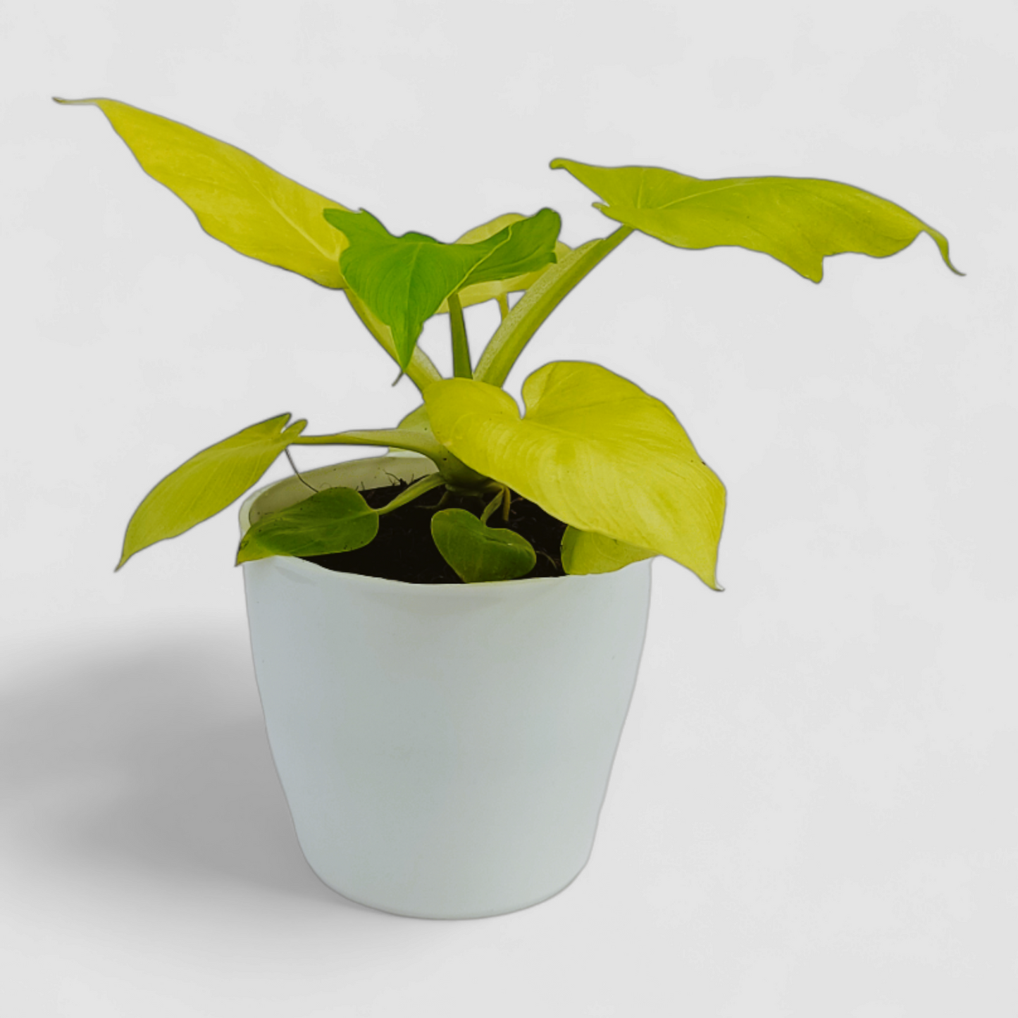 Golden Selloum Plant