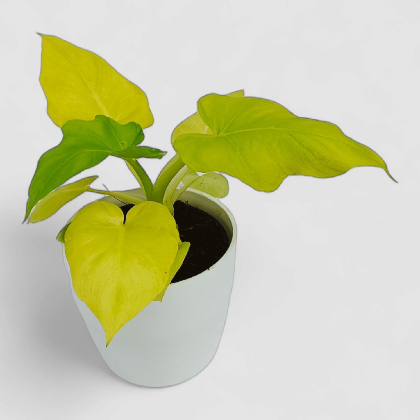 Golden Selloum Plant