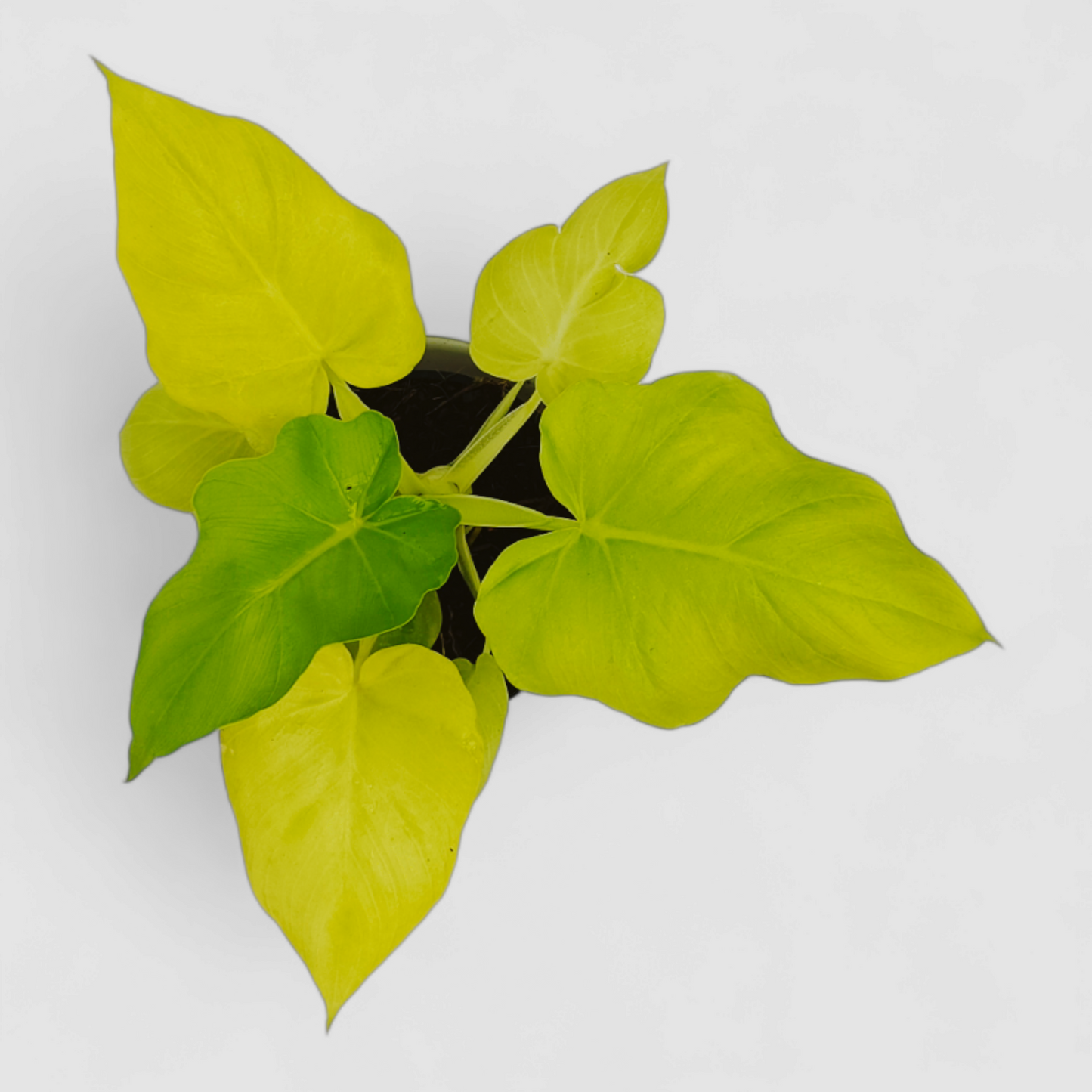 Golden Selloum Plant