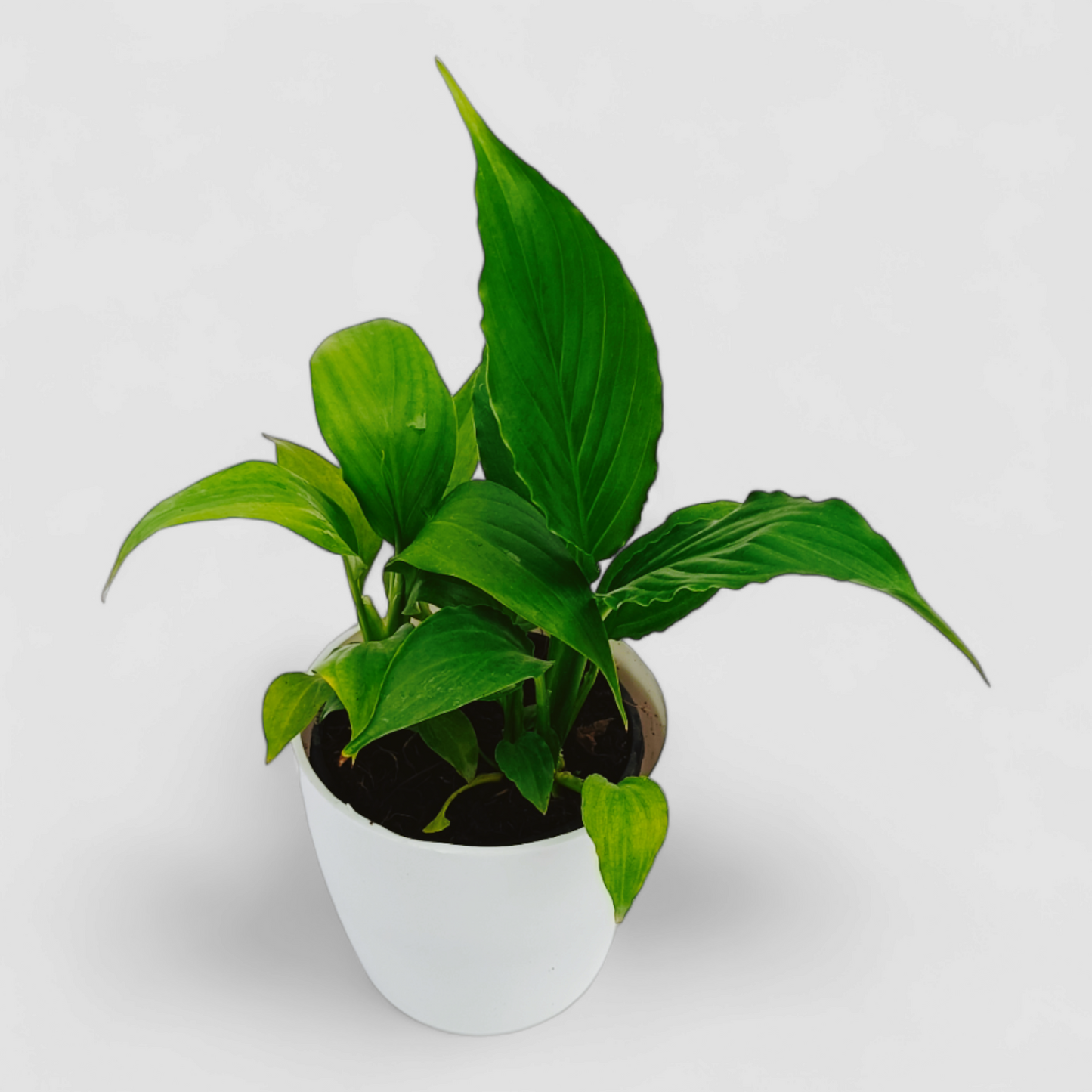 Peace Lily Plant (Without Flower)