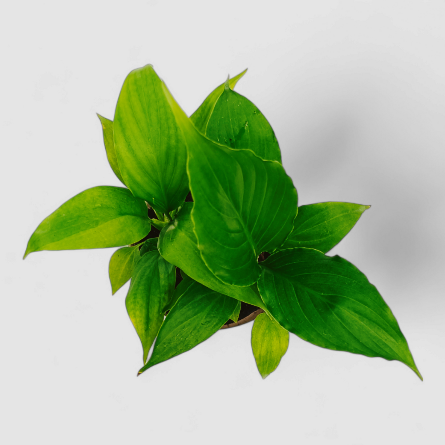 Peace Lily Plant (Without Flower)