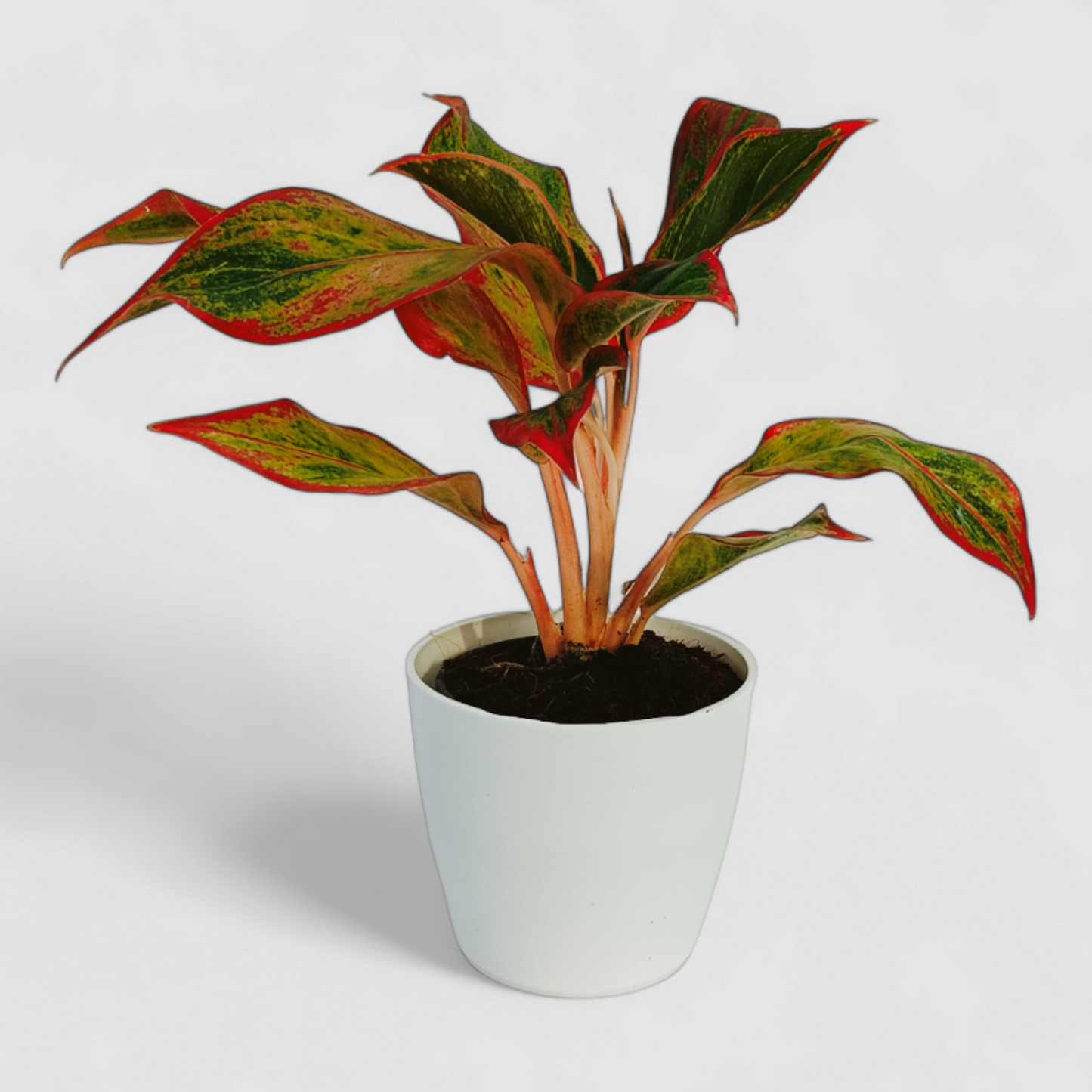 Aglaonema Lipstick Plant
