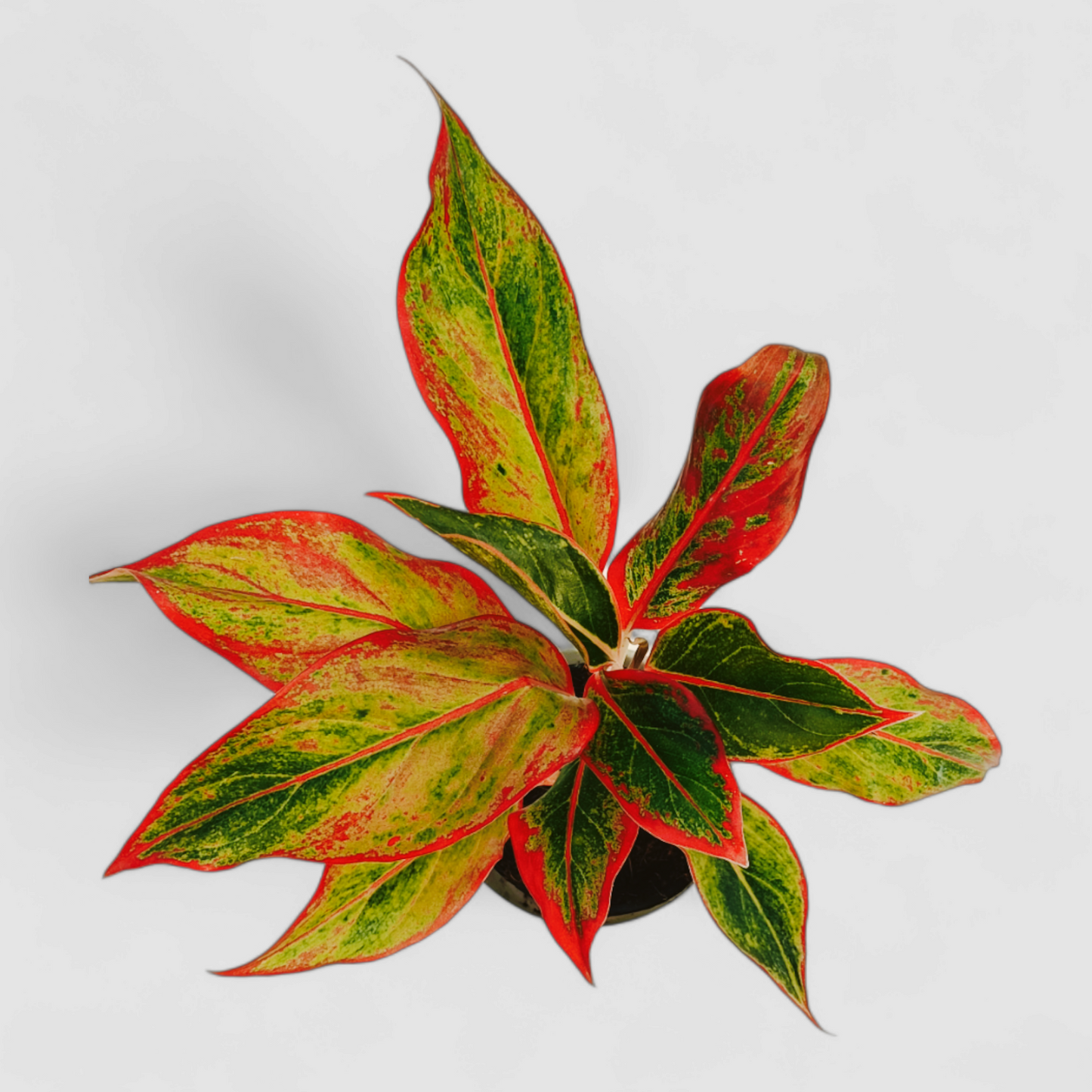 Aglaonema Lipstick Plant