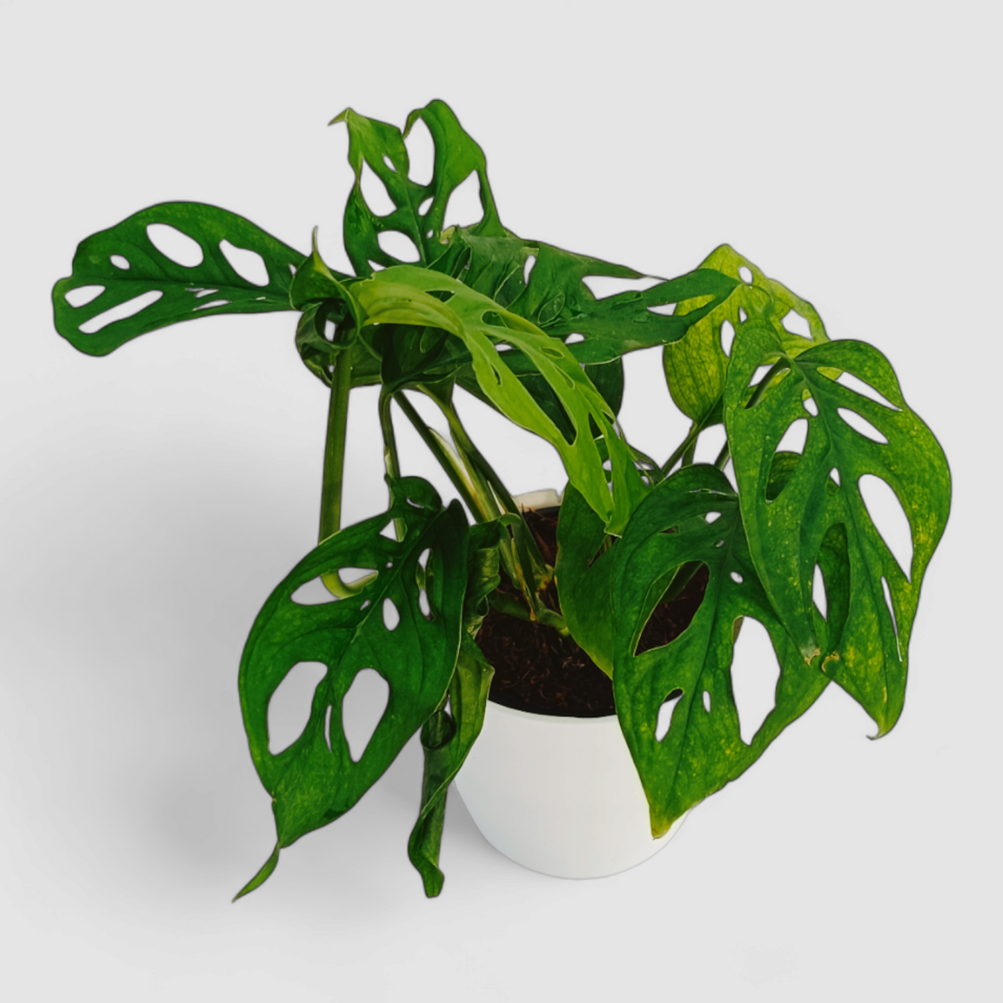Broken Heart Plant