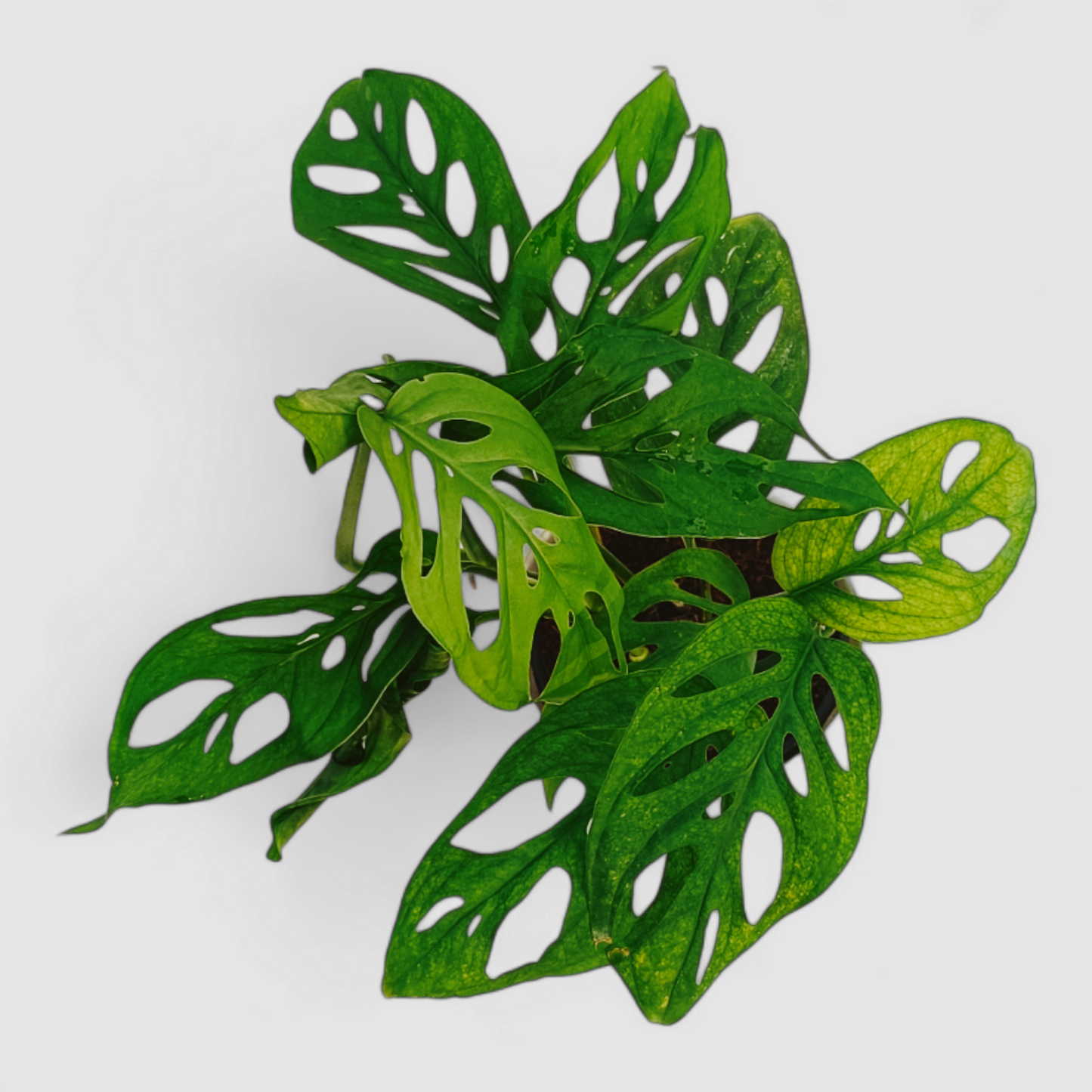 Broken Heart Plant