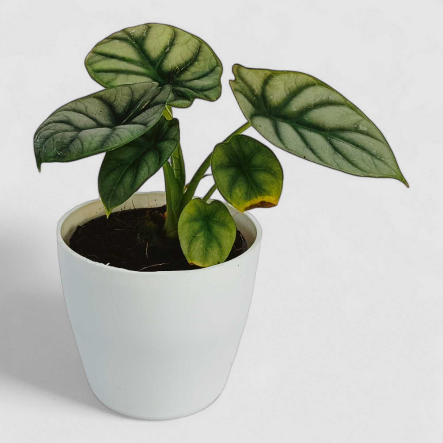 Alocasia Silver Dragon Plant
