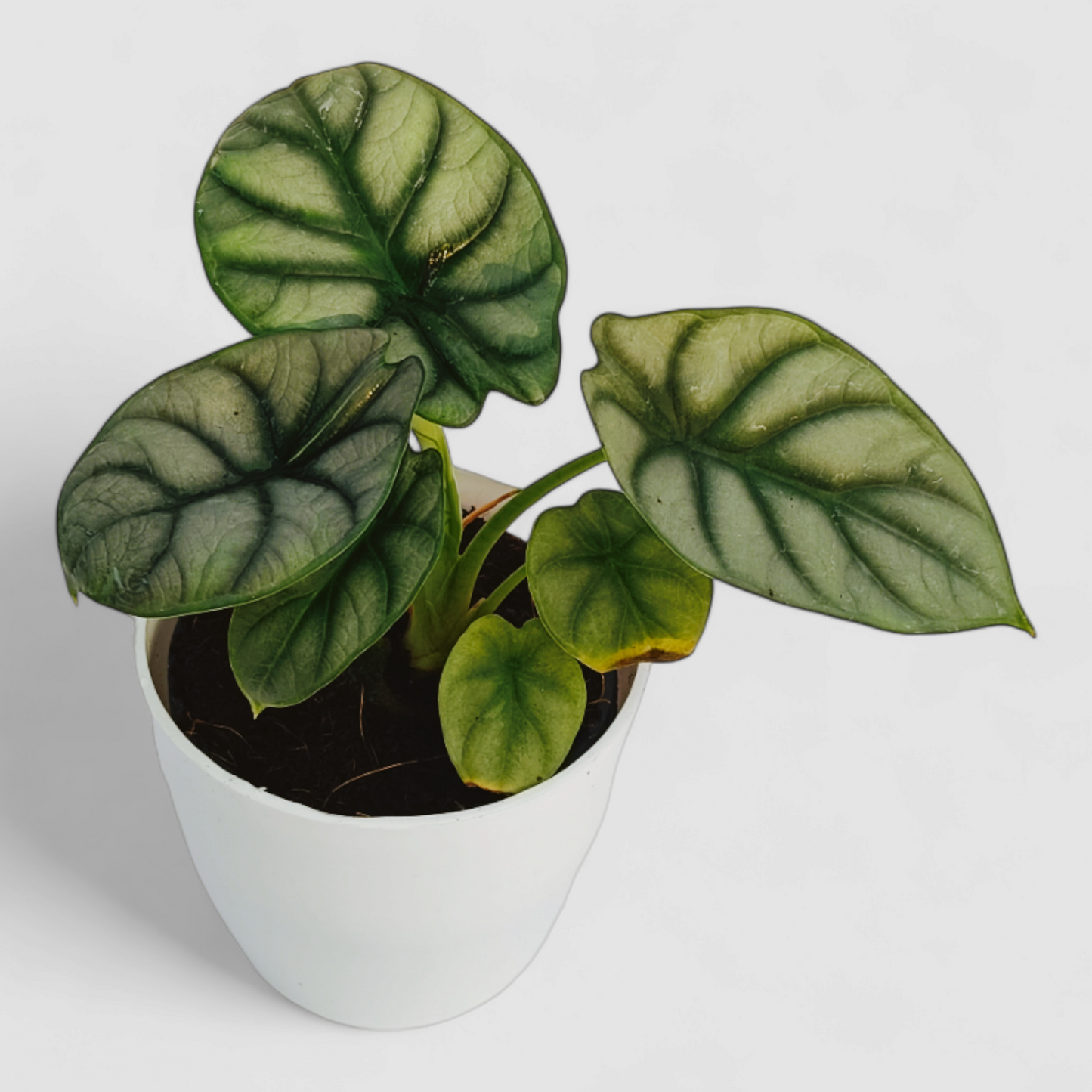 Alocasia Silver Dragon Plant
