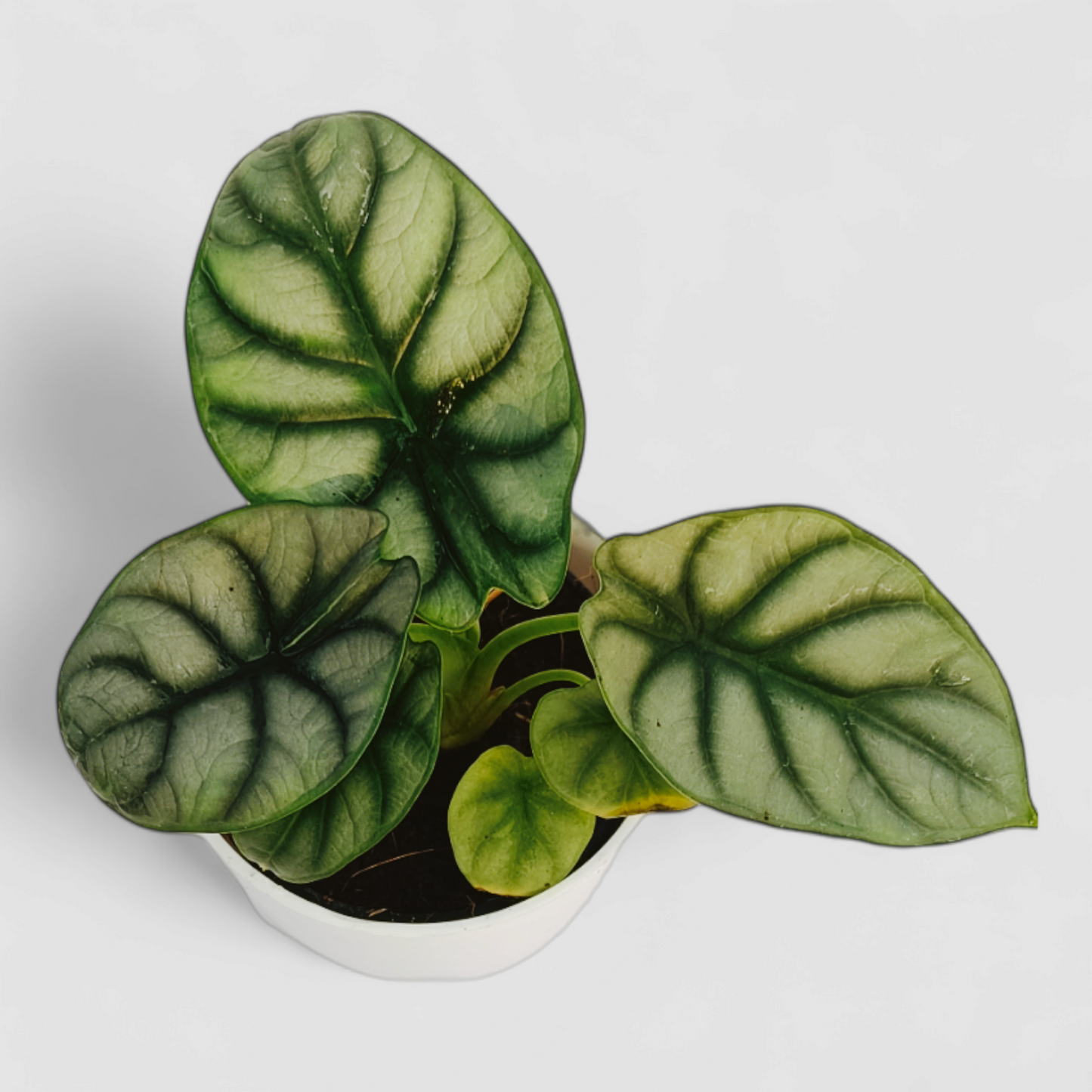 Alocasia Silver Dragon Plant