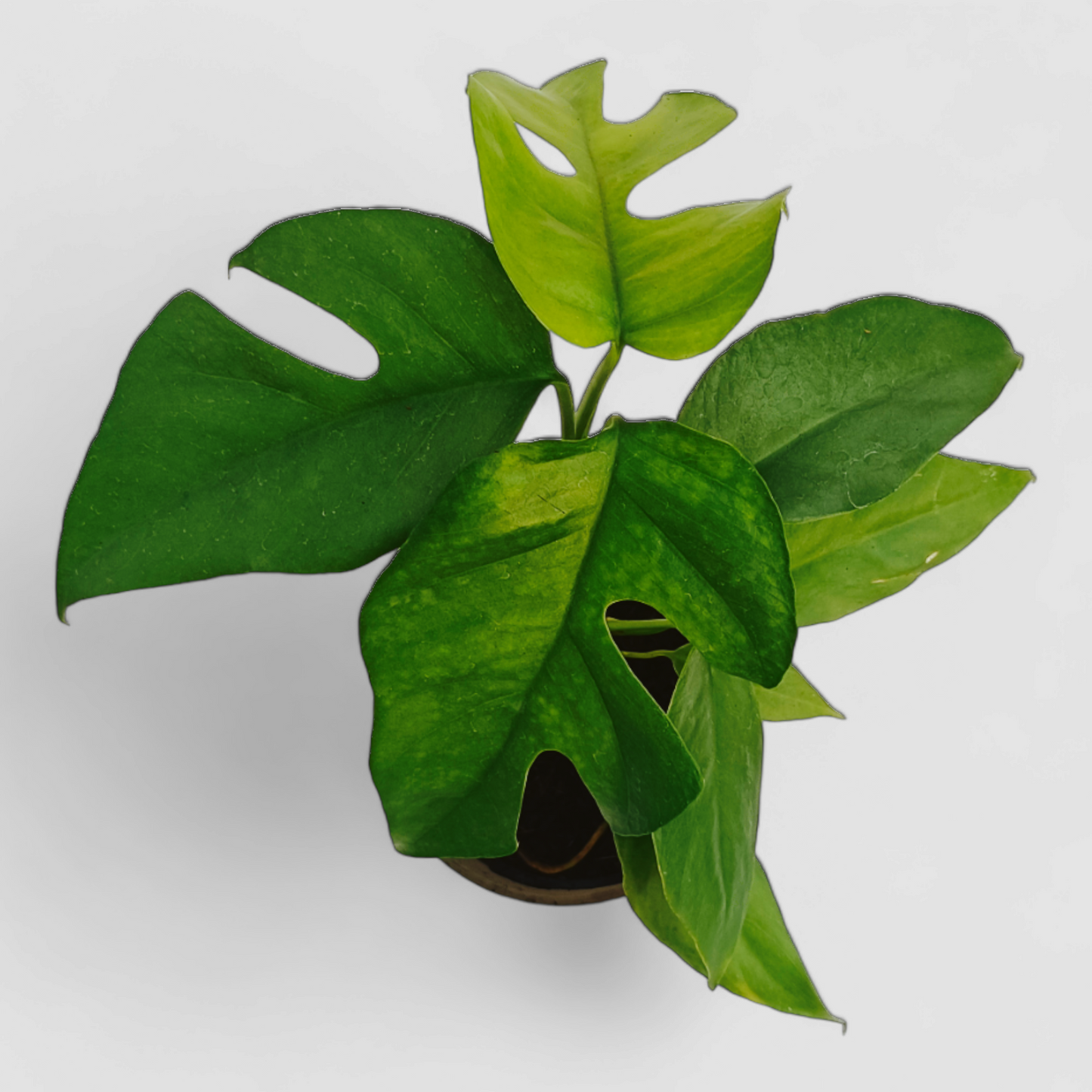 Monstera - Swiss Cheese Plant
