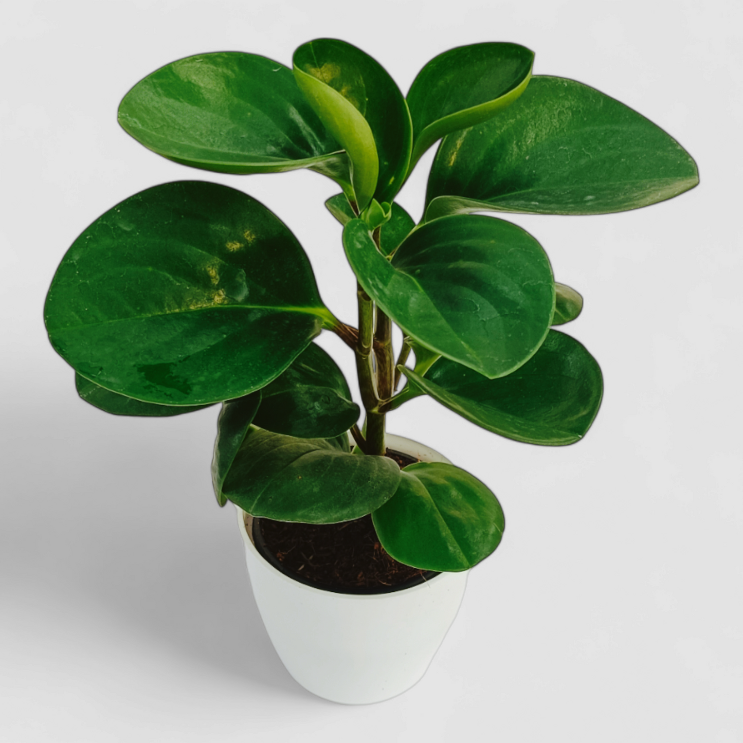 Green Peperomia Obtusifolia Plant