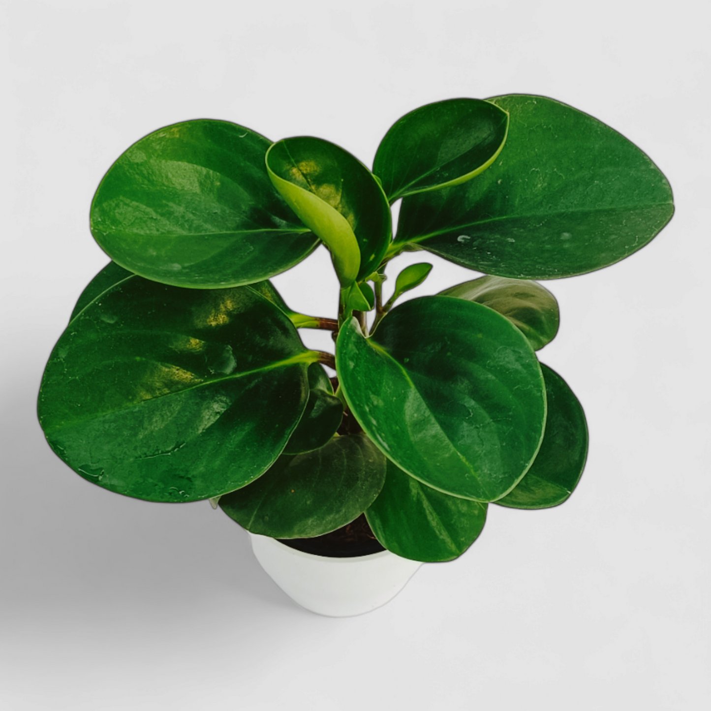 Green Peperomia Obtusifolia Plant