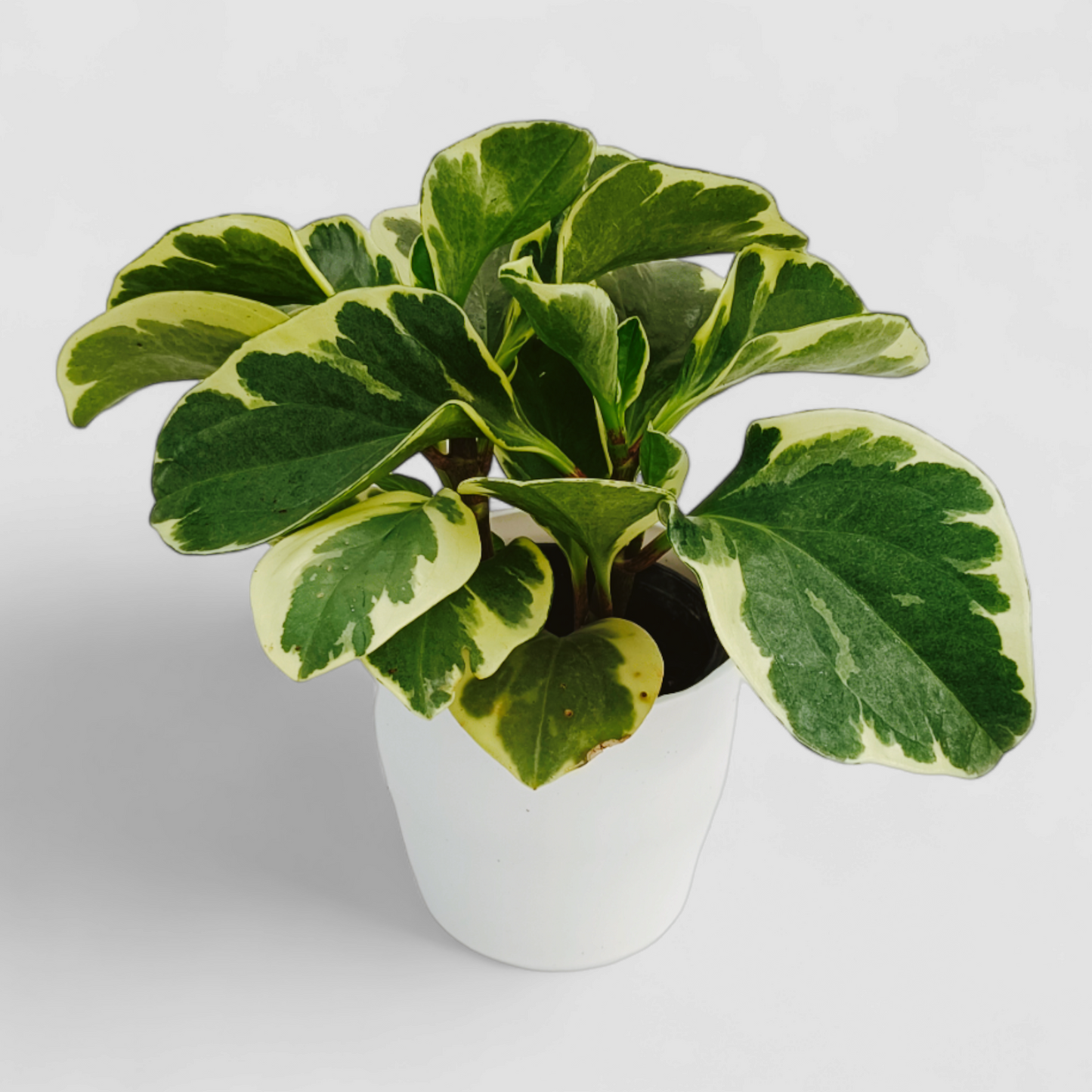 Variegated Peperomia Plant