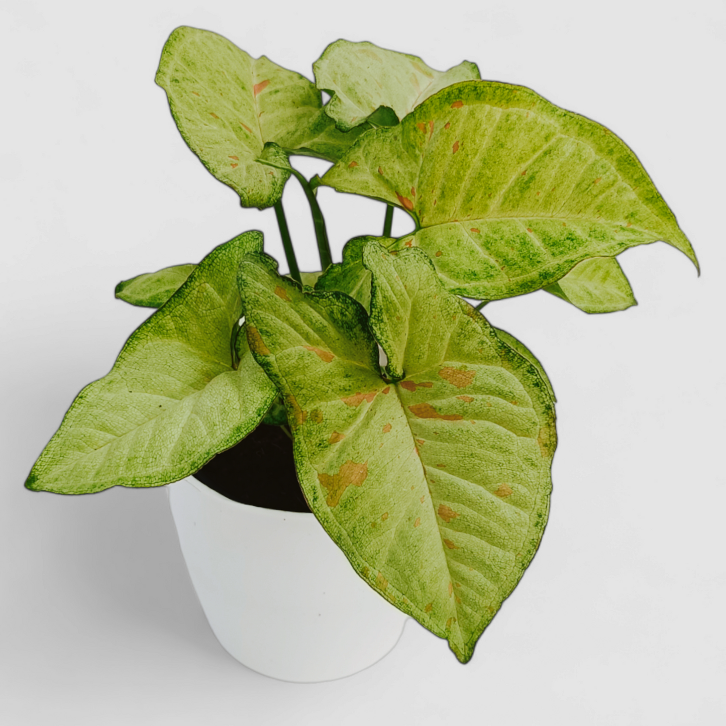 Green Syngonium Plant with Pink Dots