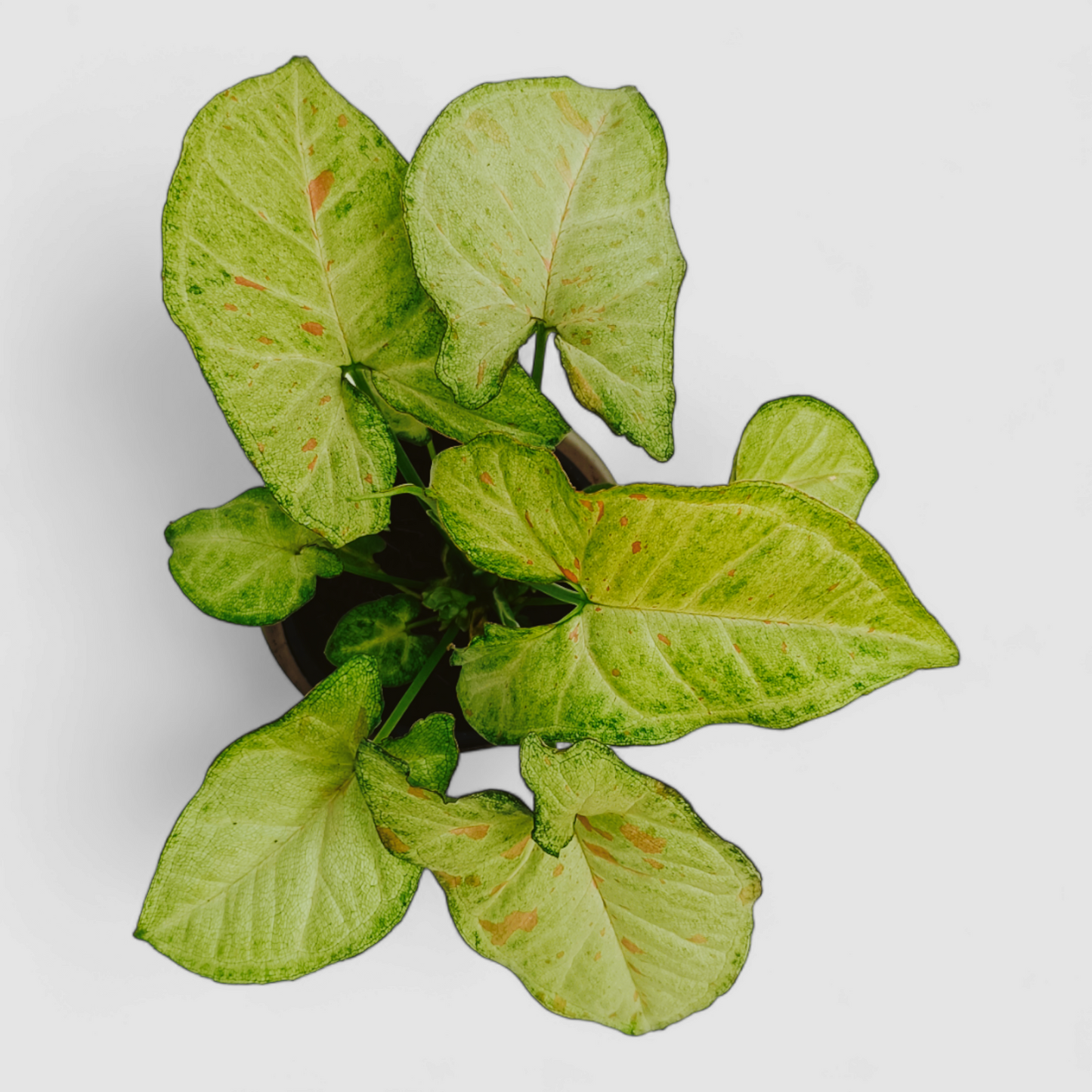 Green Syngonium Plant with Pink Dots