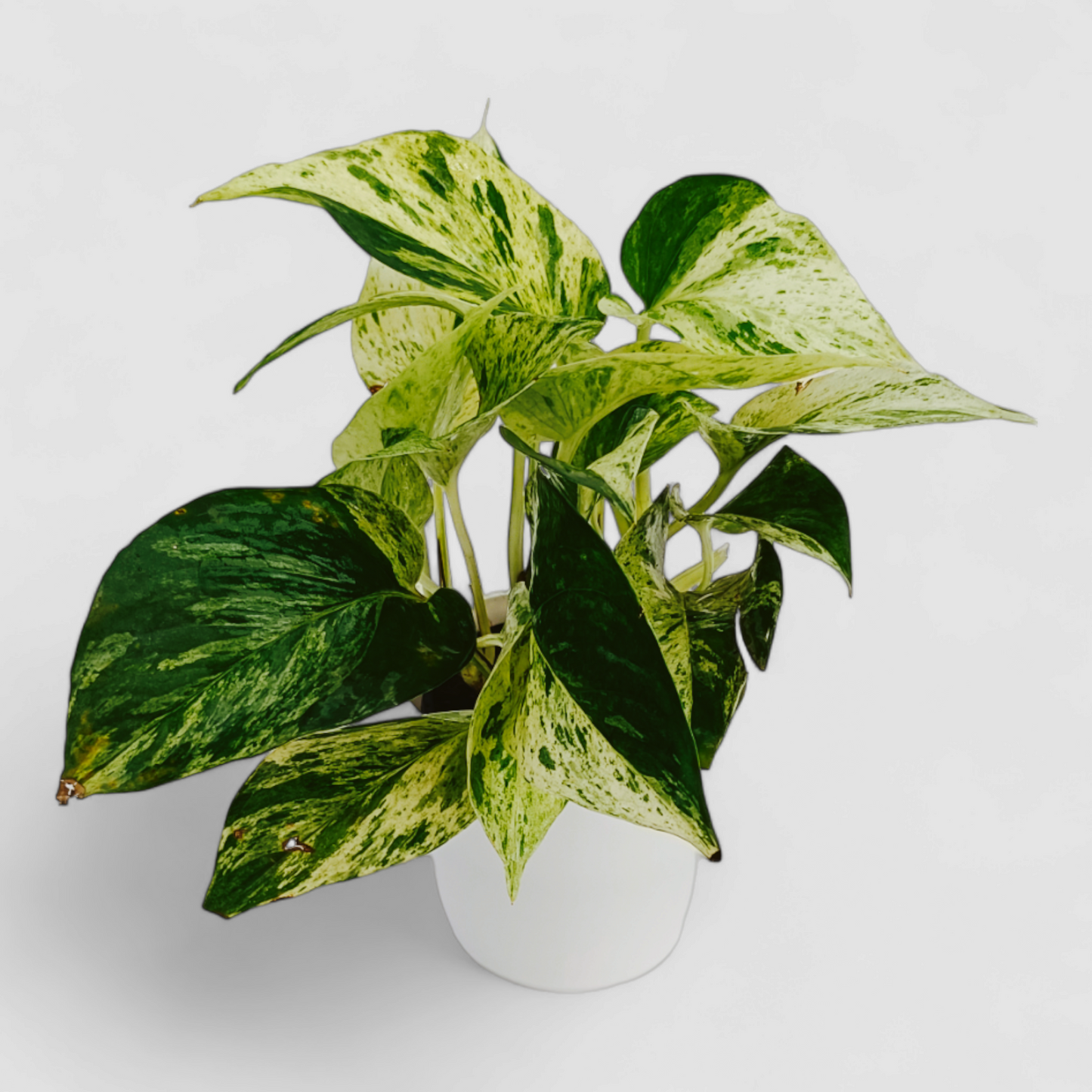 Marble Money Plant