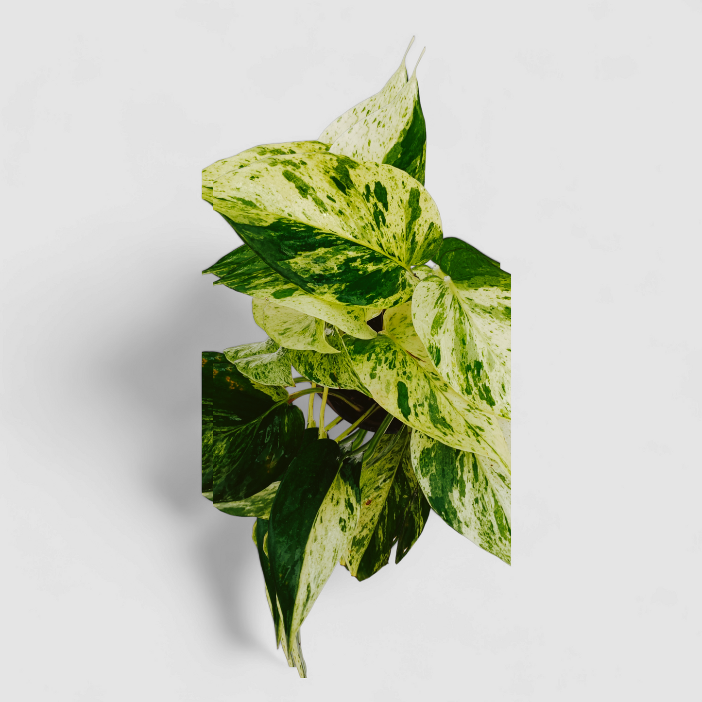 Marble Money Plant