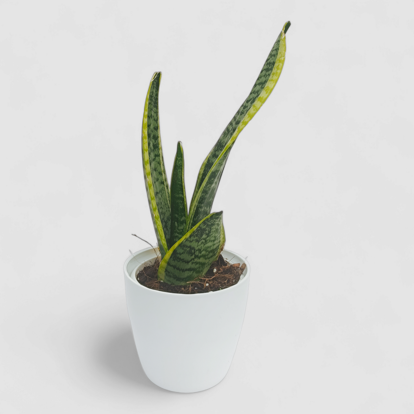 Golden Snake Plant
