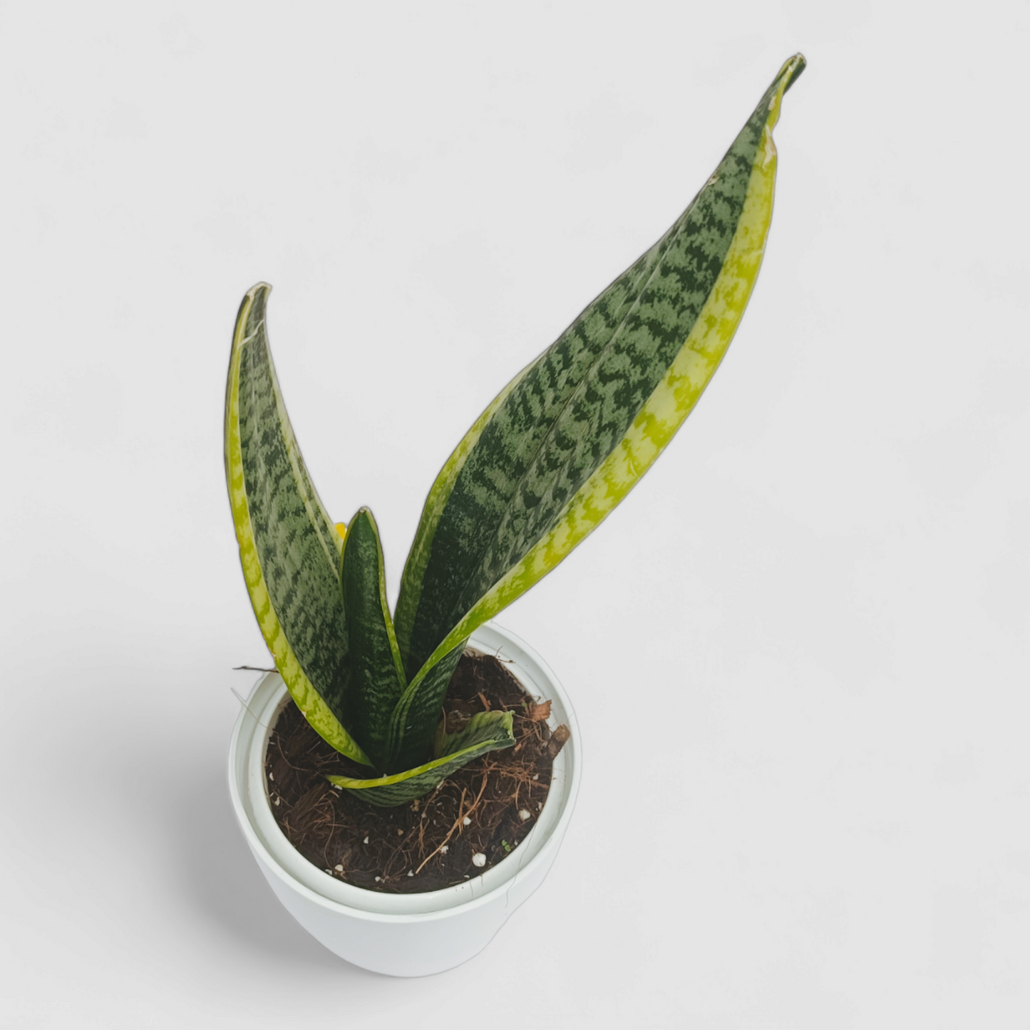 Golden Snake Plant