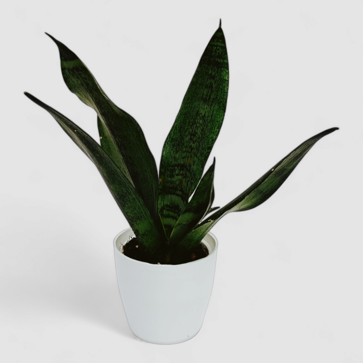 Green Snake Plant