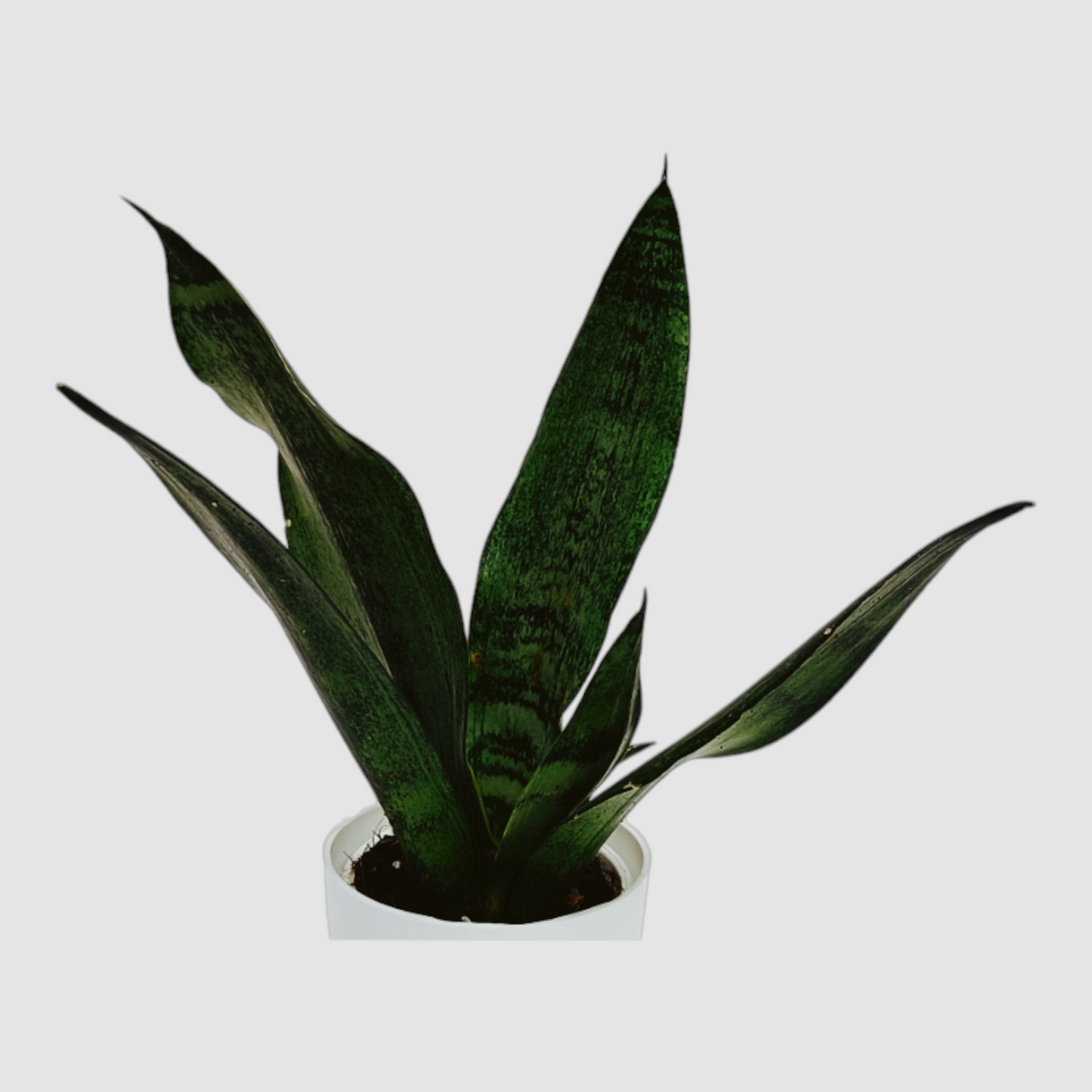 Green Snake Plant