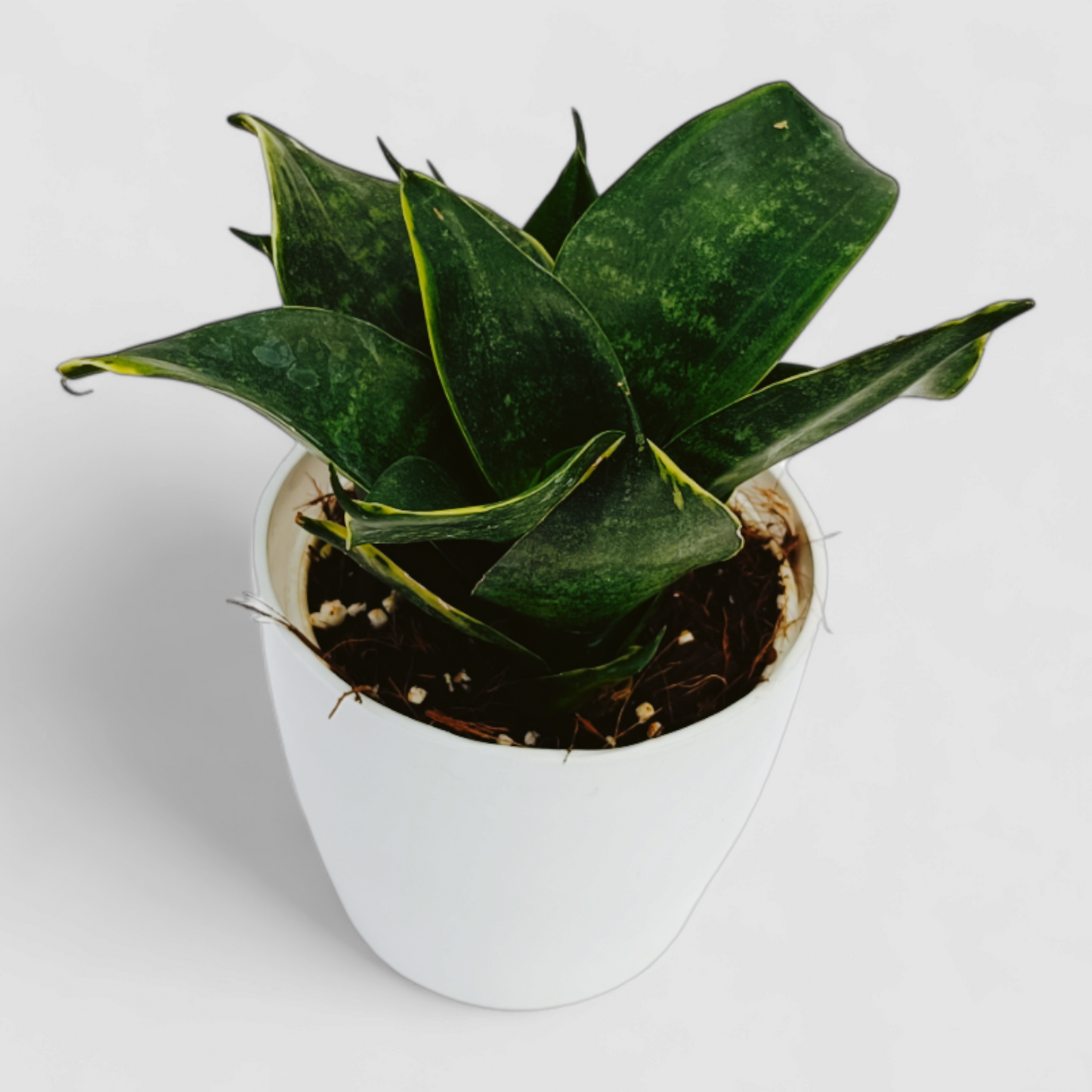 Green Snake Plant - (Lotus Shape)