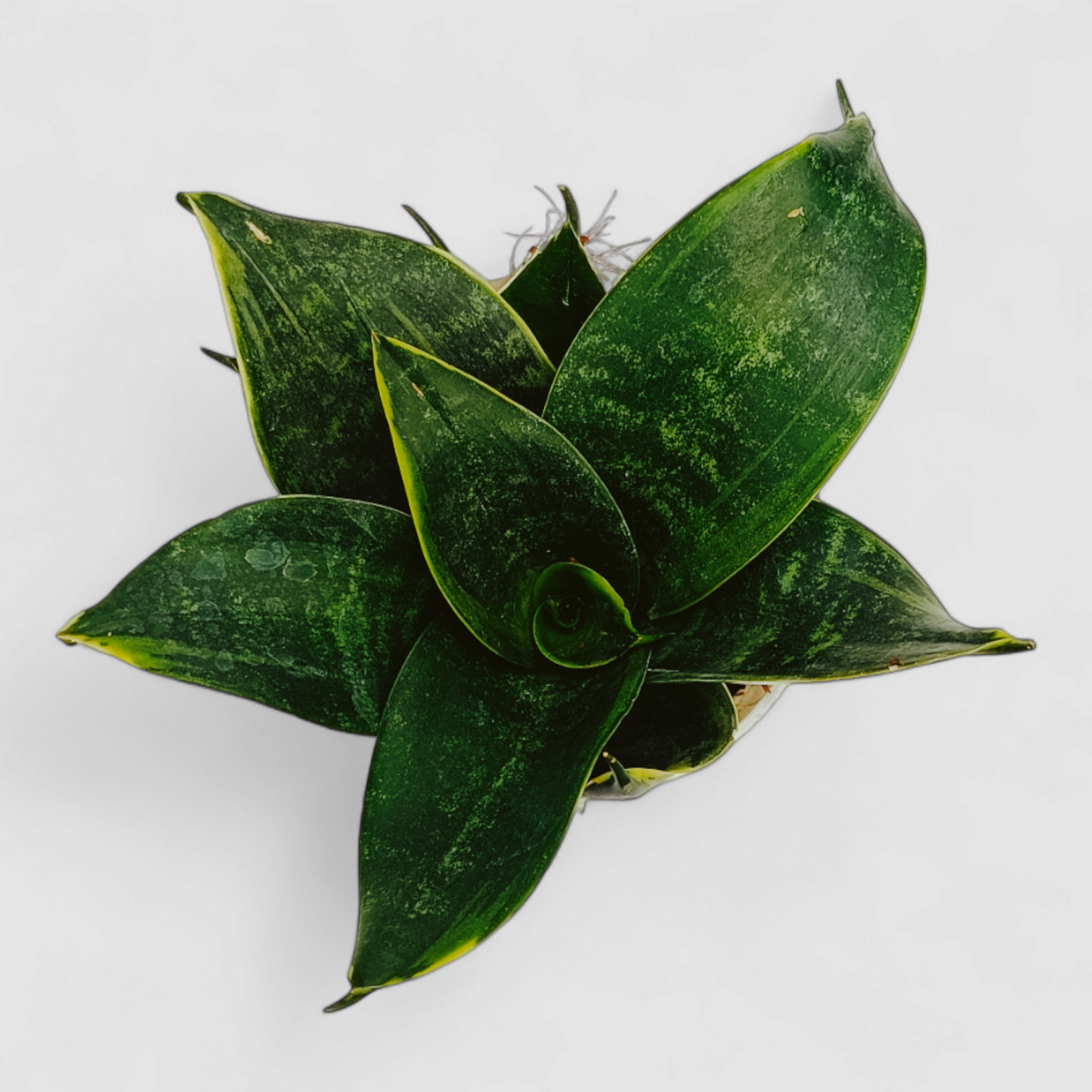 Green Snake Plant - (Lotus Shape)