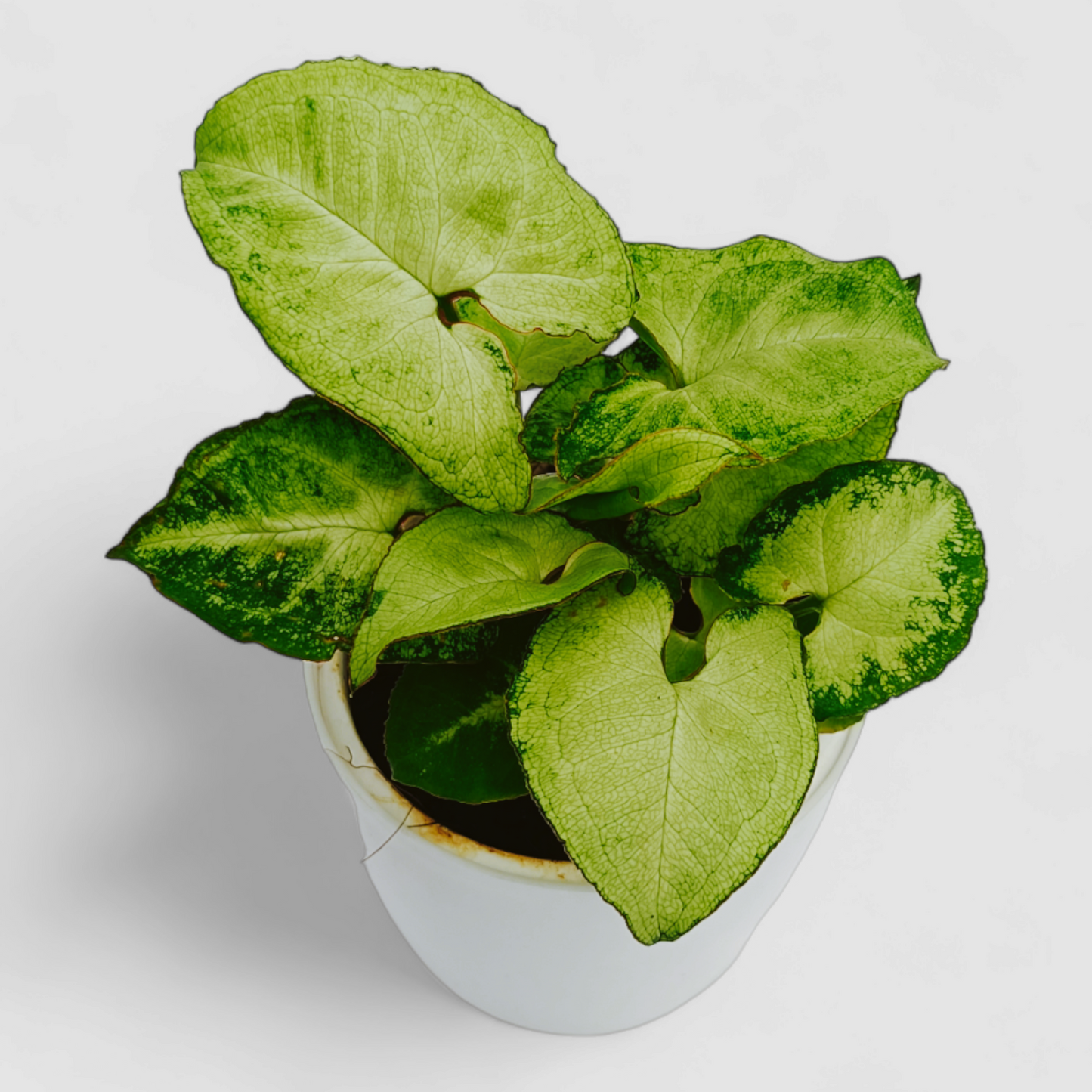 Syngonium Pixie Plant