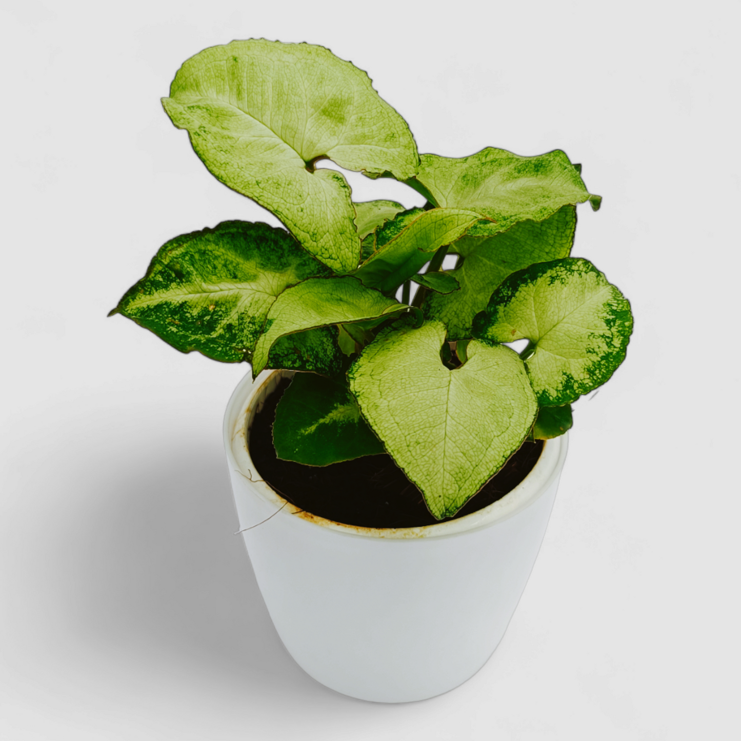 Syngonium Pixie Plant