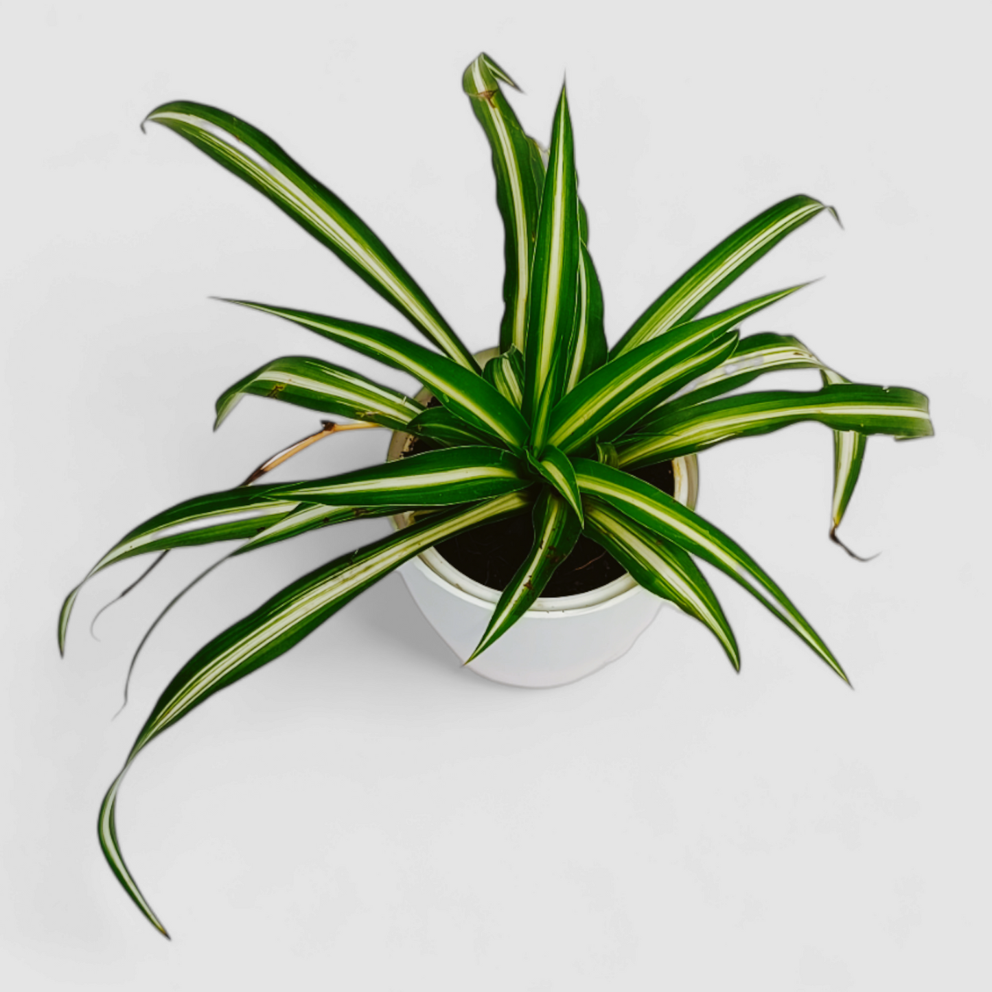Spider Plant