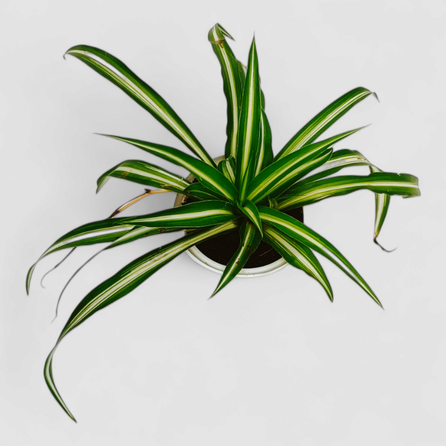Spider Plant
