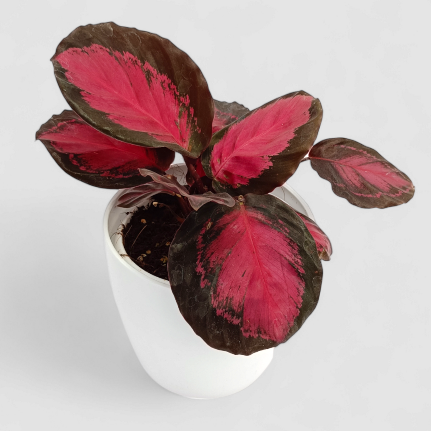 Calathea Roseopicta Rosy Plant