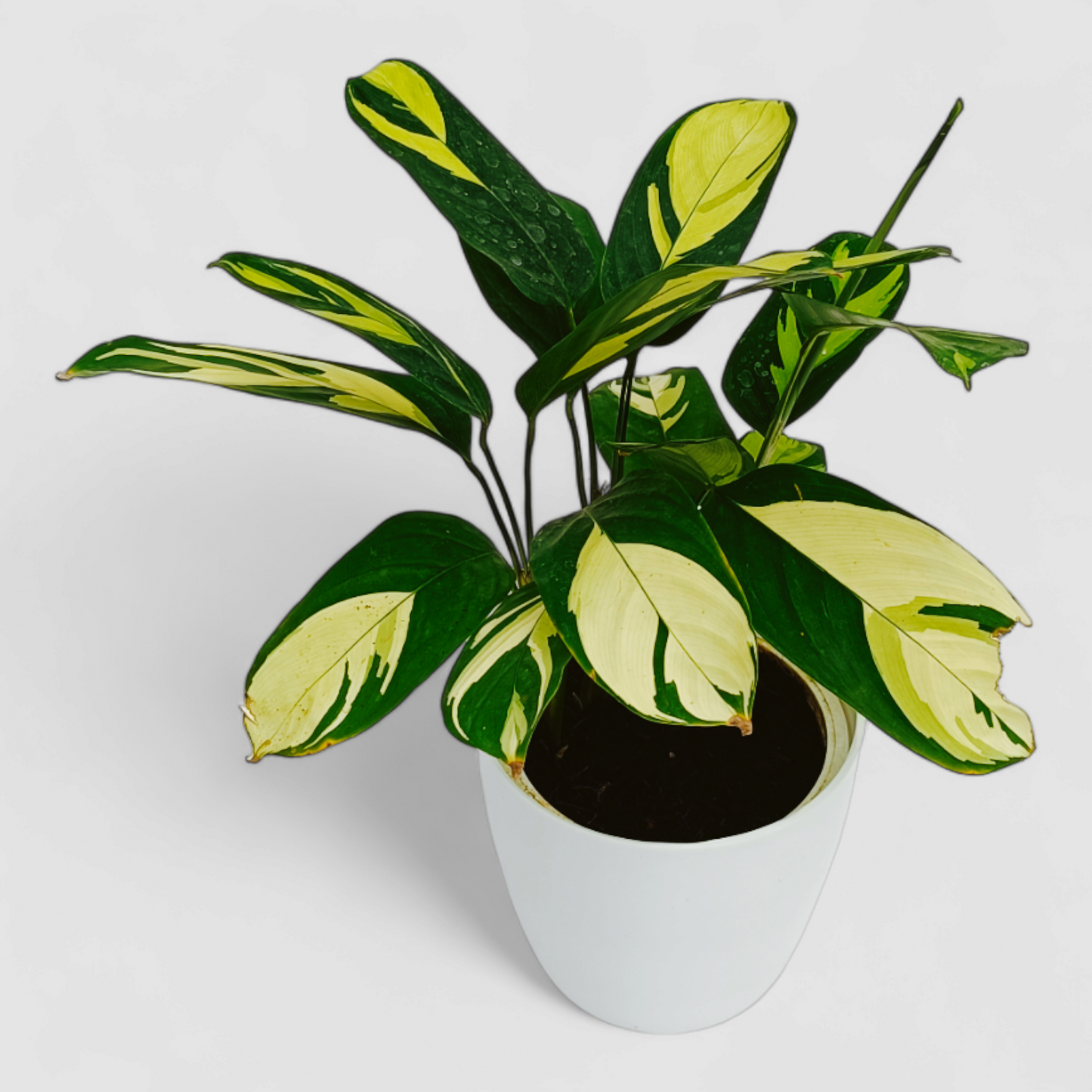 Variegated Ctenanthe Lubbersiana Plant