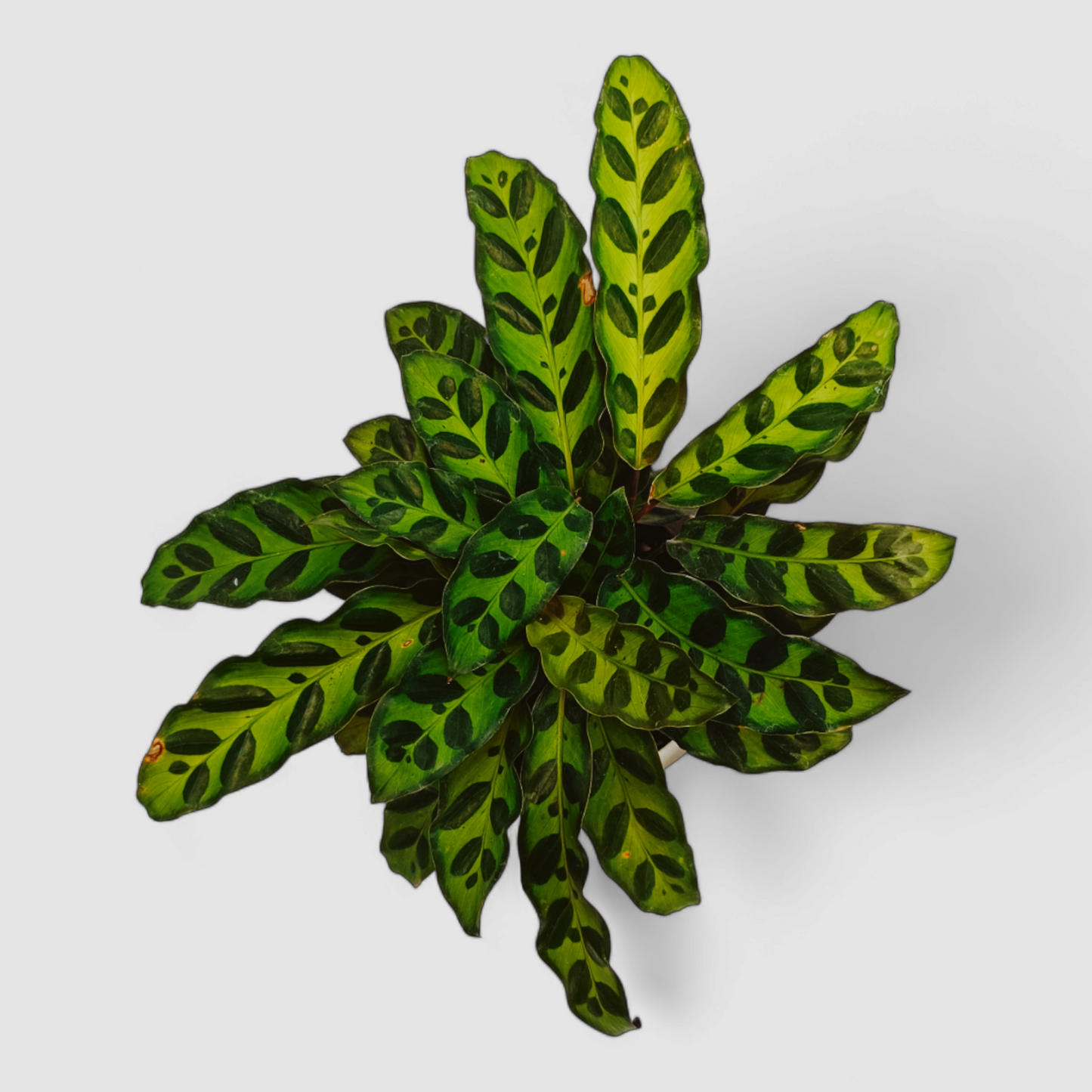 Goeppertia Insignis Plant (Calathea Rattlesnake)