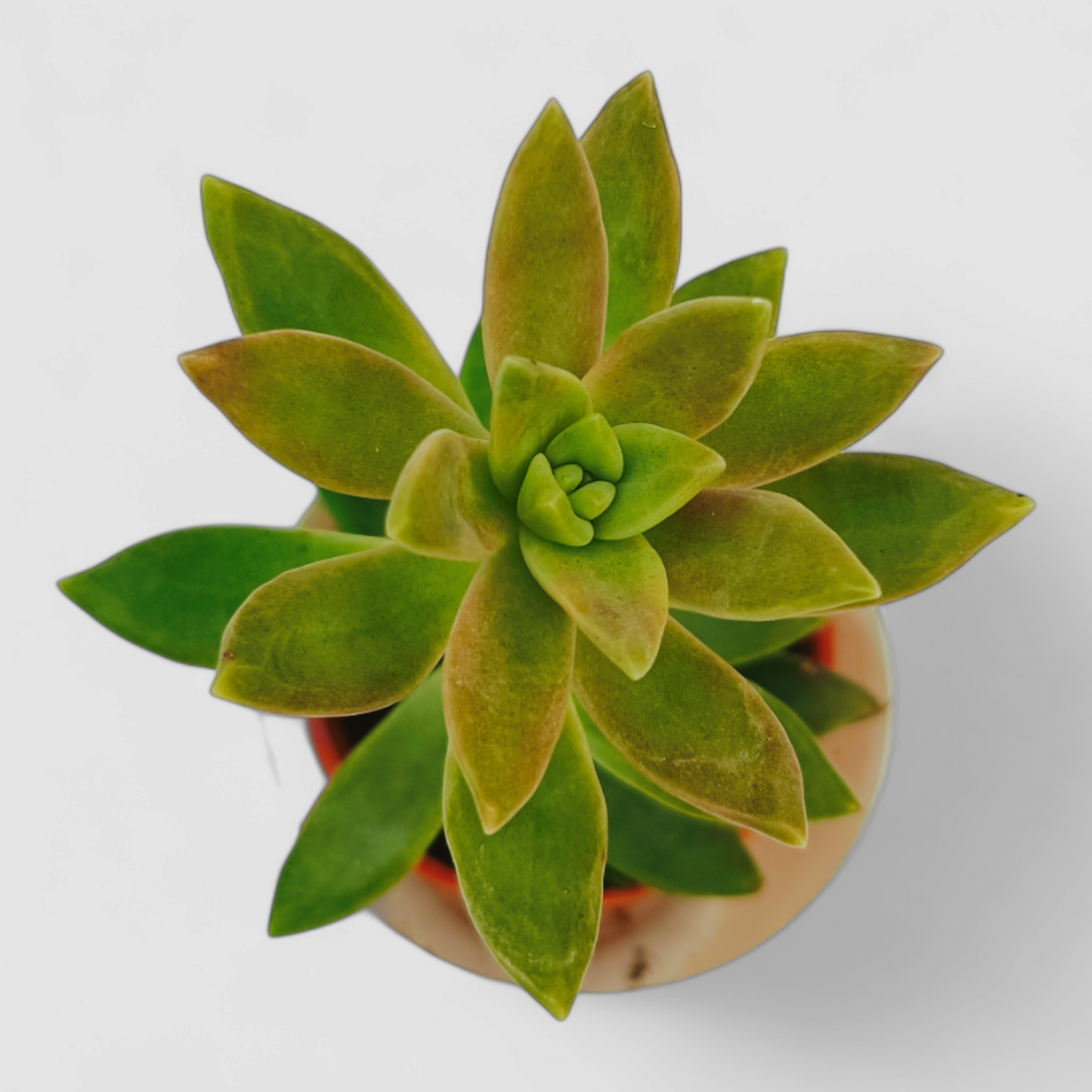 Sedum Adolphii Plant (Golden Sedum)
