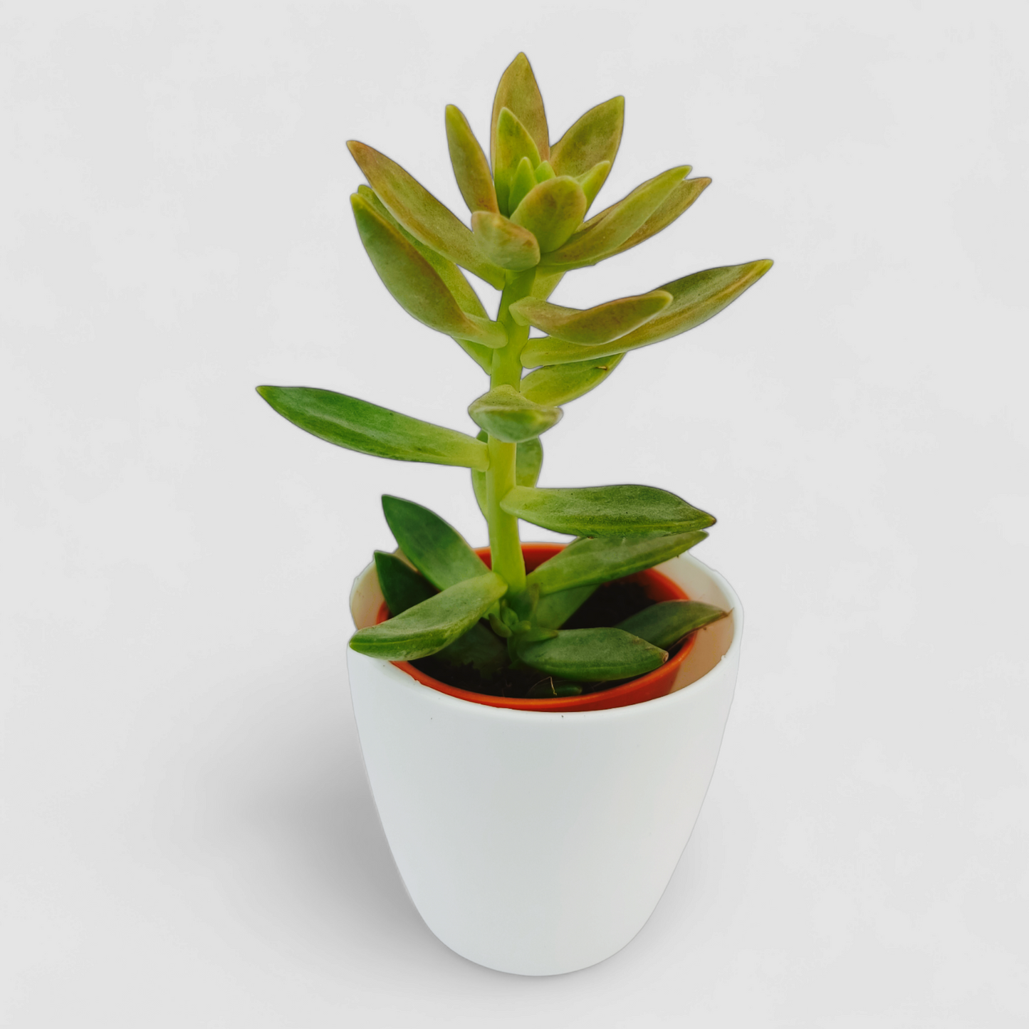 Sedum Adolphii Plant (Golden Sedum)