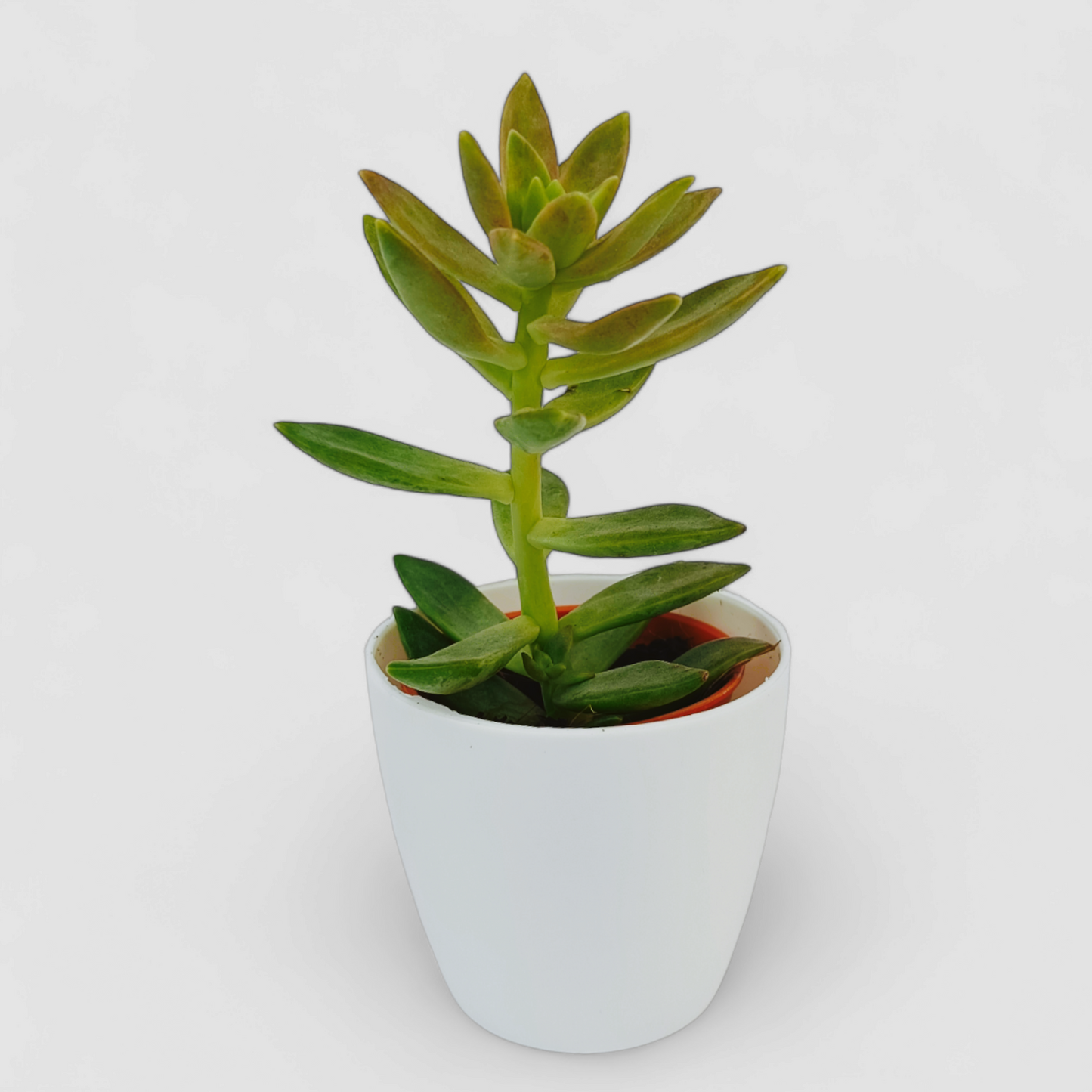 Sedum Adolphii Plant (Golden Sedum)