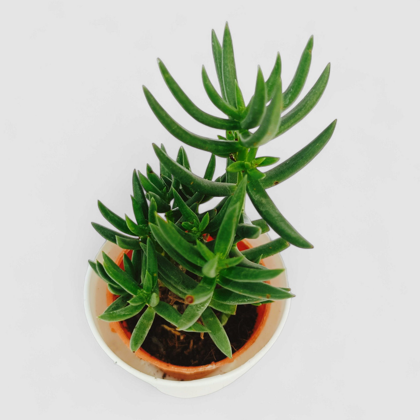 Senecio Blue Chalk Stick Plant (Senecio mandraliscae)