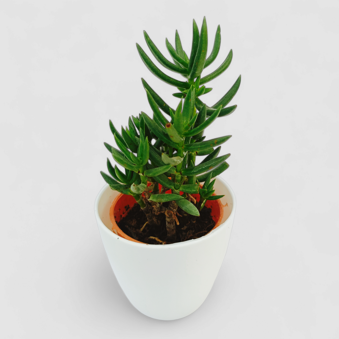 Senecio Blue Chalk Stick Plant (Senecio mandraliscae)