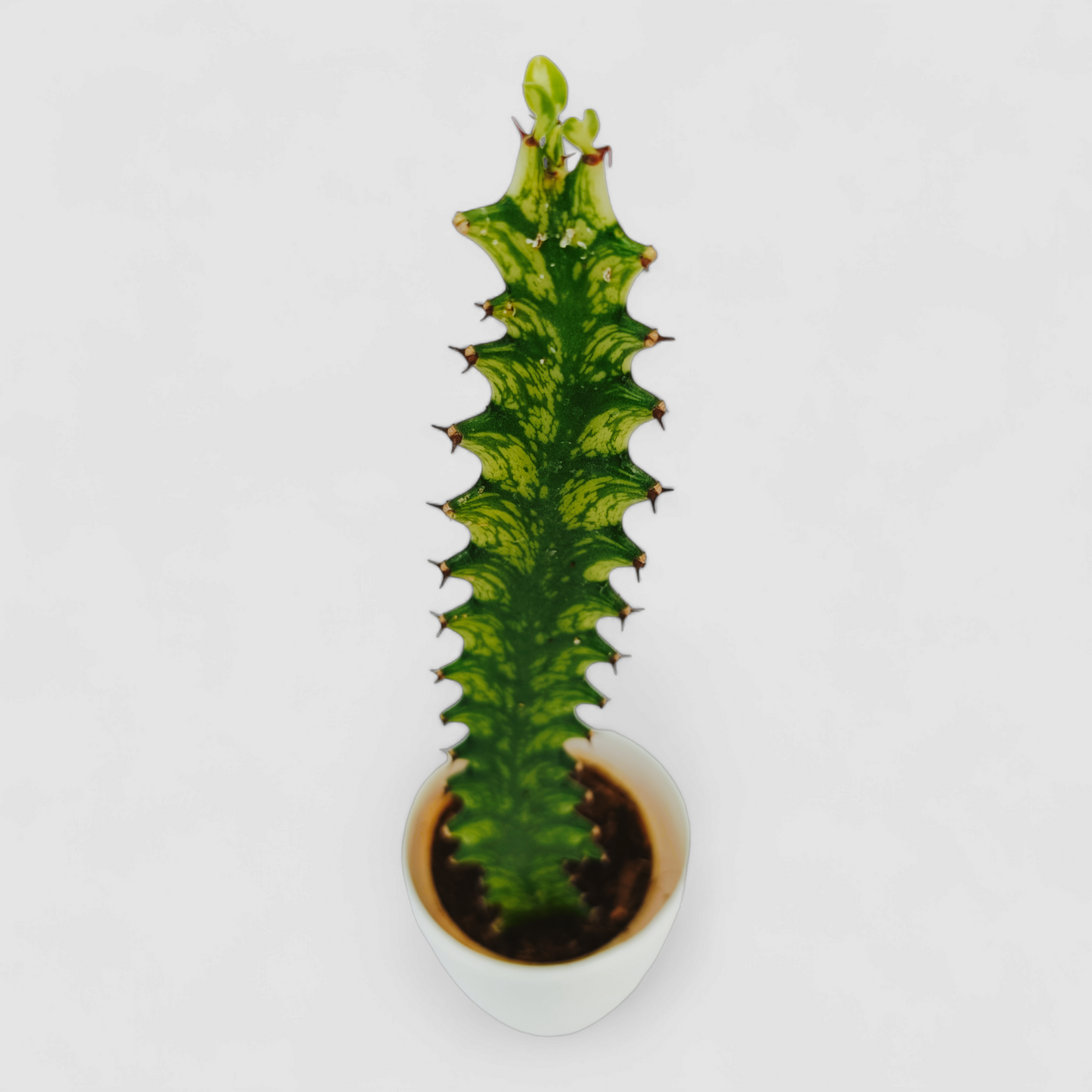 Cactus Euphorbia Yellow Plant