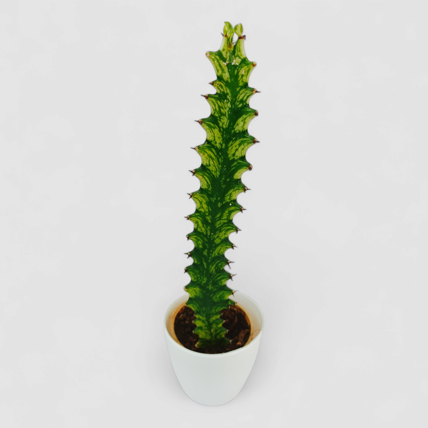 Cactus Euphorbia Yellow Plant