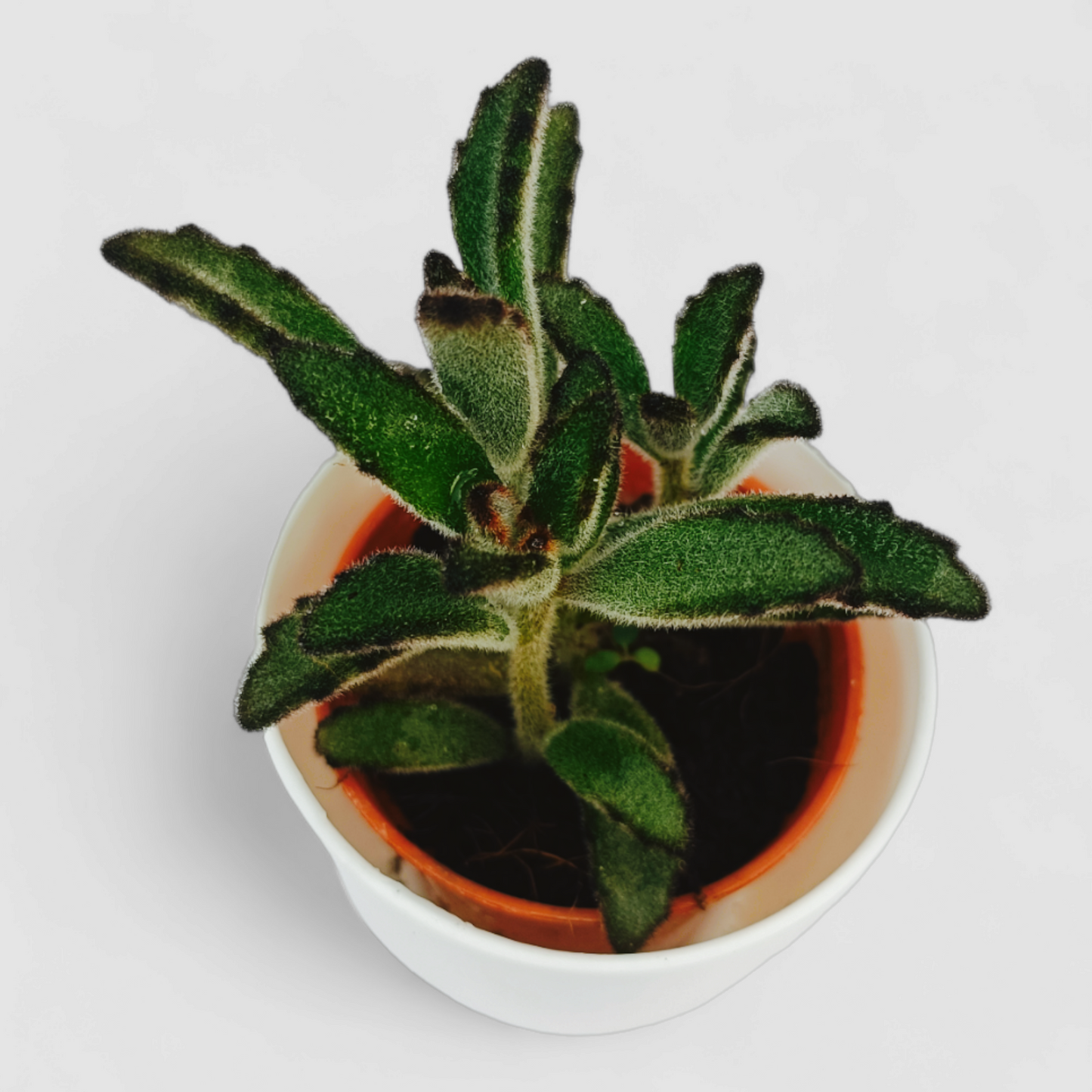 Kalanchoe Tomentosa Gray Plant (Panda Plant, Pussy Ears Plant)
