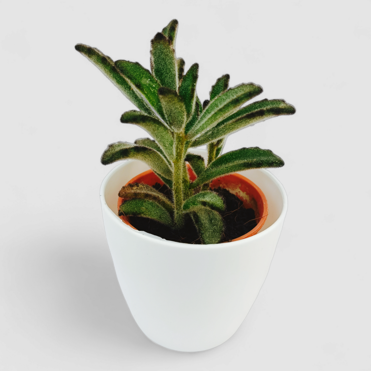 Kalanchoe Tomentosa Gray Plant (Panda Plant, Pussy Ears Plant)