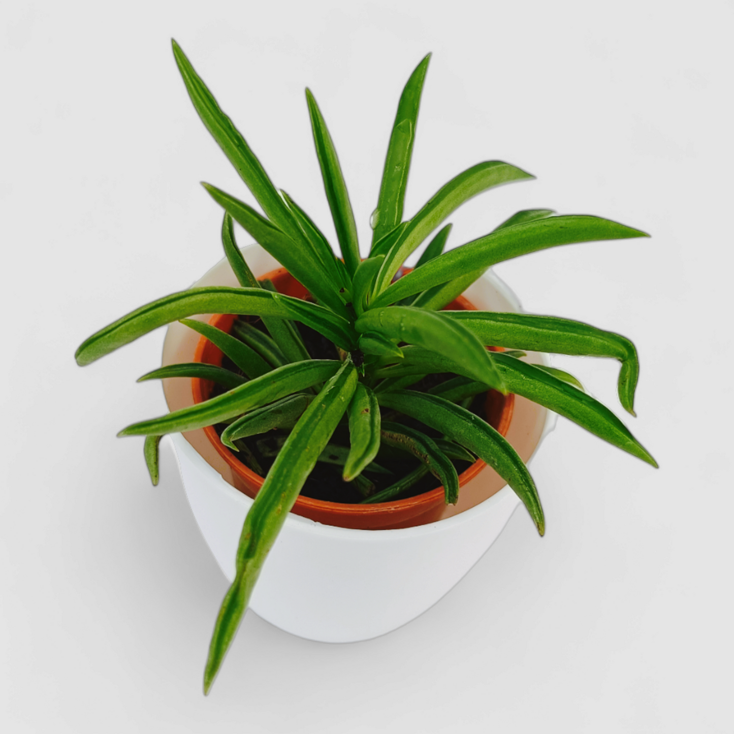 Peperomia Ferreyrae Plant