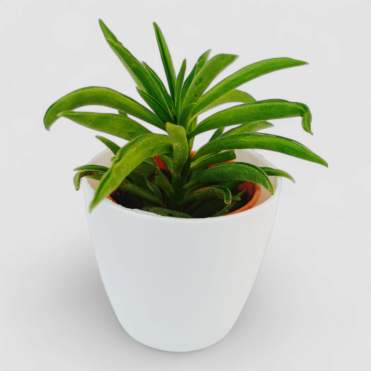 Peperomia Ferreyrae Plant