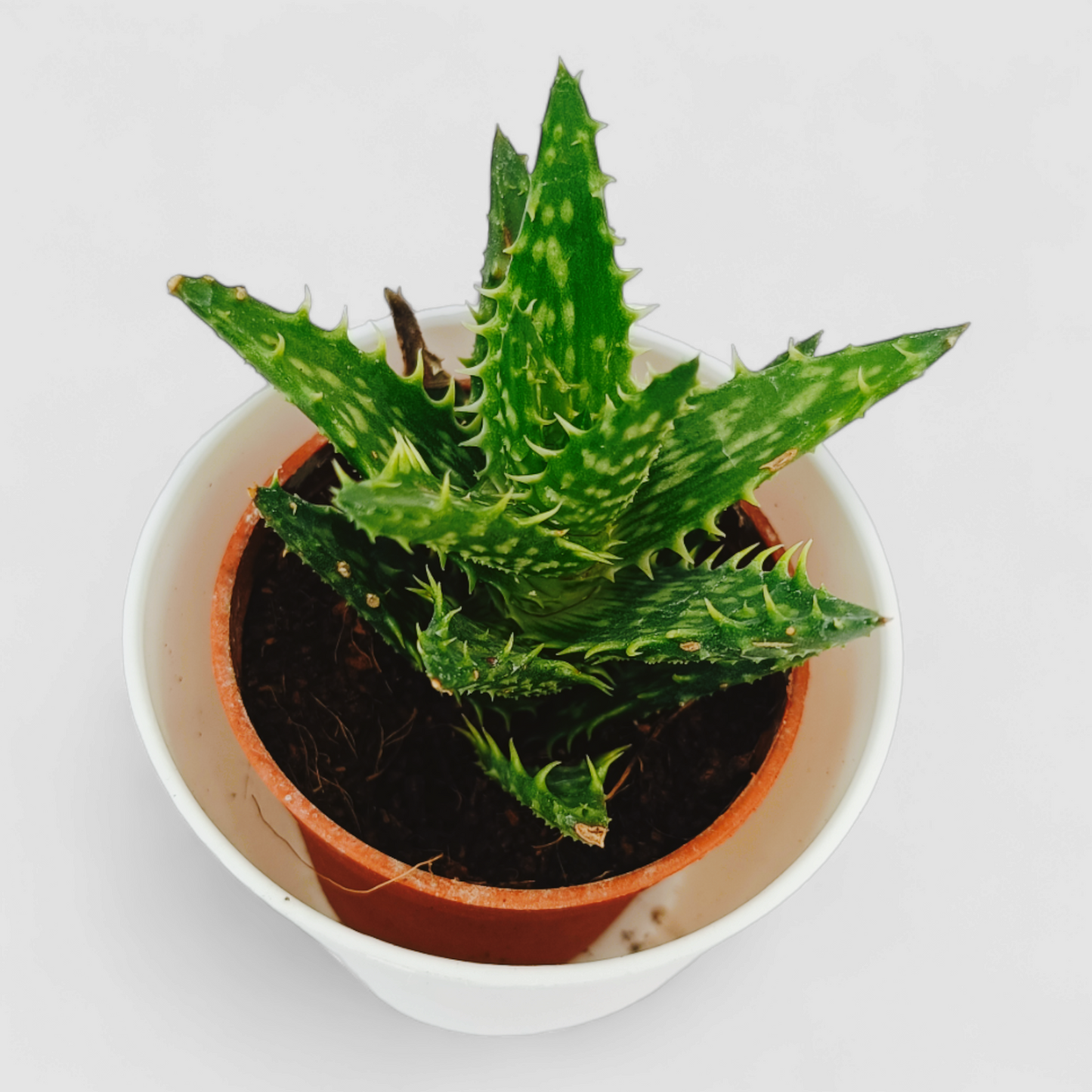 Aloe Juvenna Plant (Tiger Tooth Aloe)