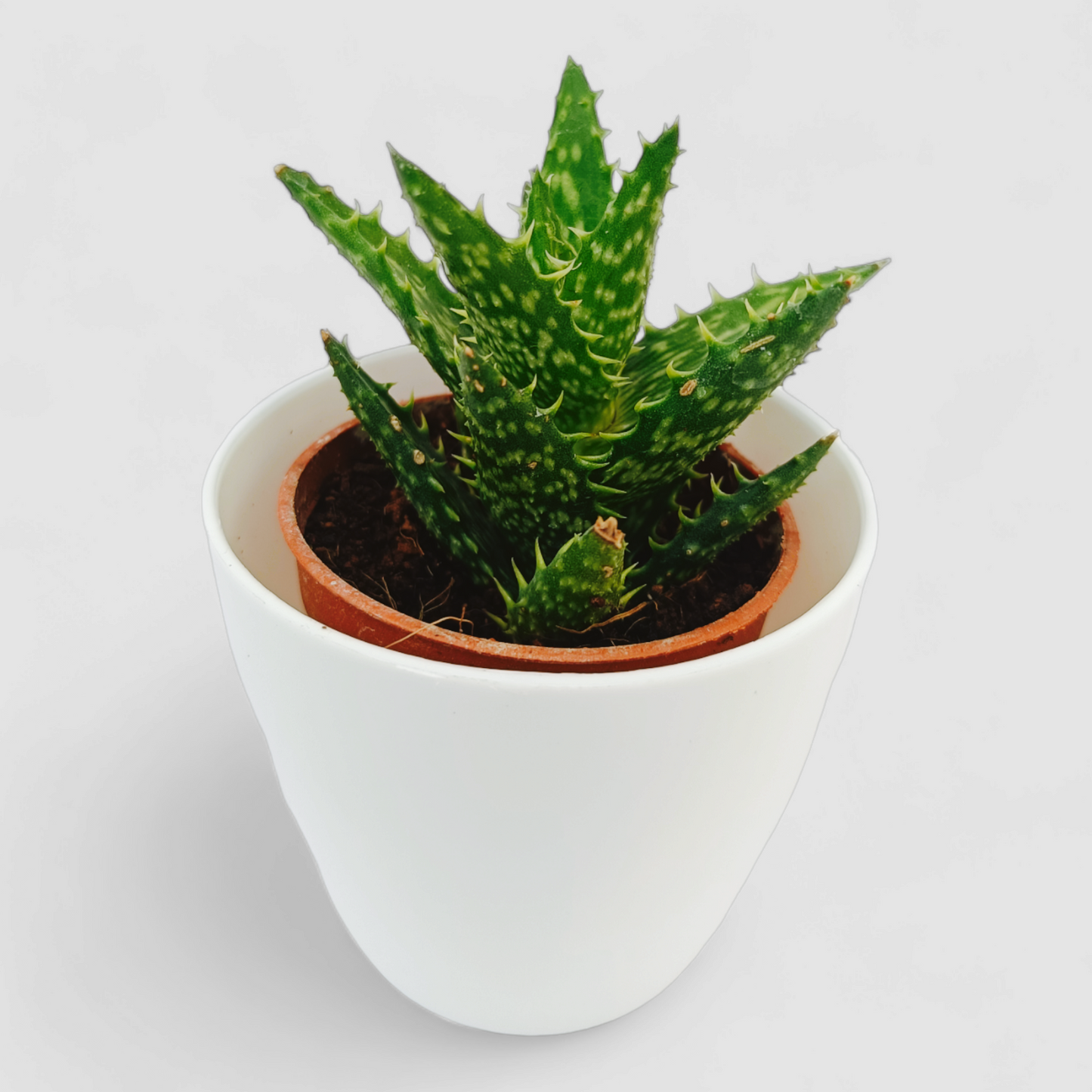 Aloe Juvenna Plant (Tiger Tooth Aloe)