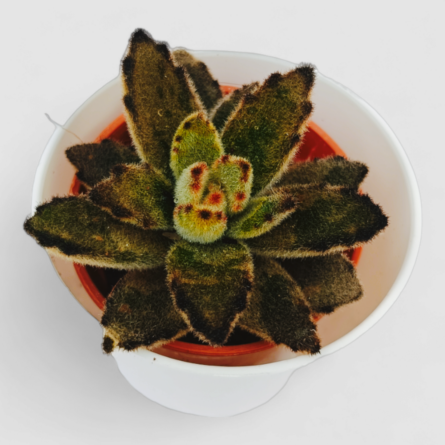 Kalanchoe Tomentosa Nigra Plant