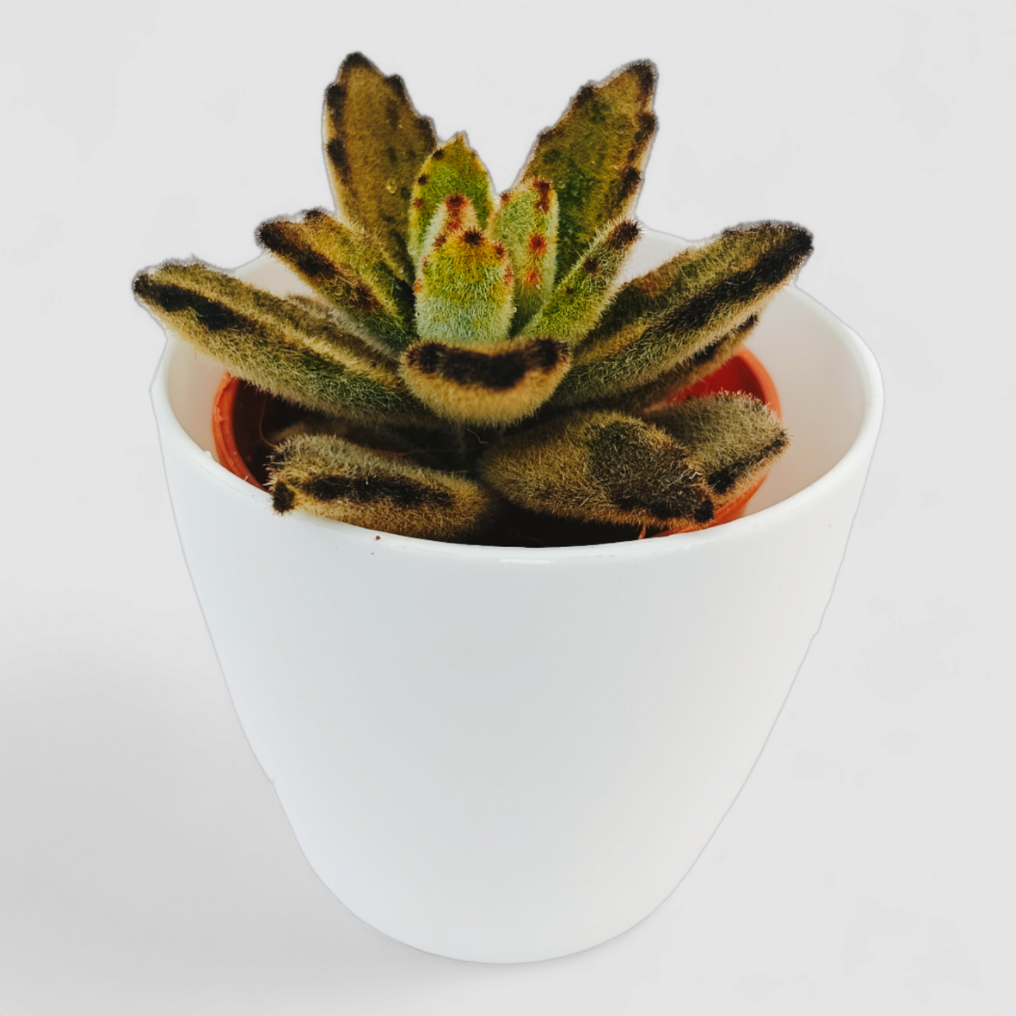 Kalanchoe Tomentosa Nigra Plant
